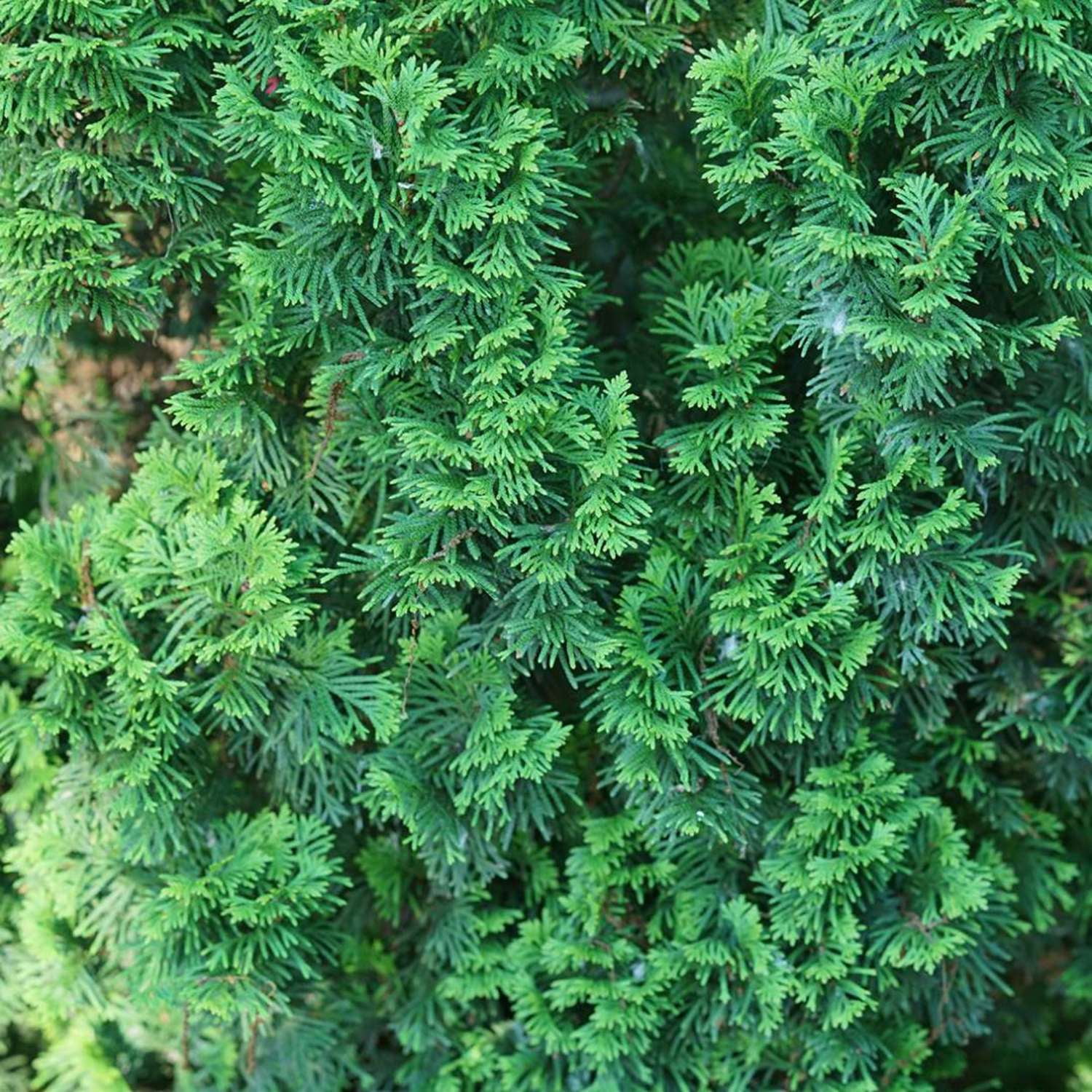 Proven Winners ColorChoice 5" Sting Arborvitae Live Plant in 4.5" Pot (4 Count)