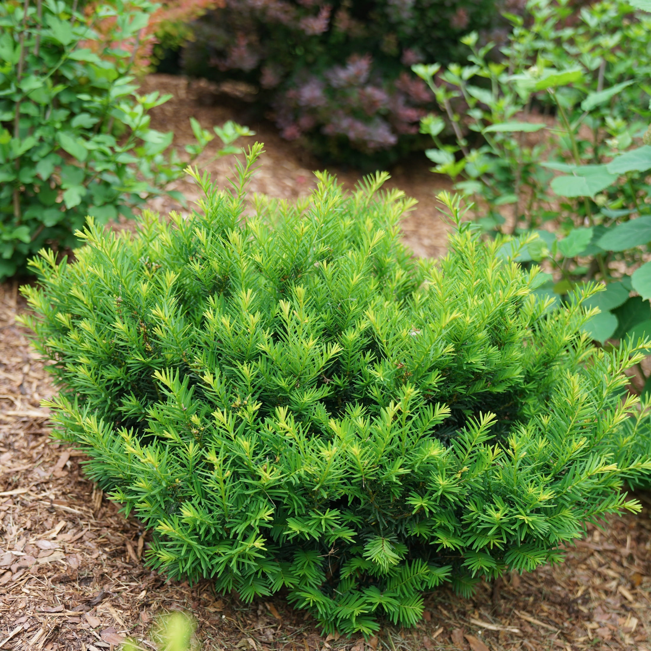 Proven Winners ColorChoice 5" Stonehenge Dark Druid Yew Live Plant in 4.5" Pot (4 Count)