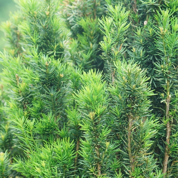 Proven Winners ColorChoice 5" Stonehenge Skinny Yew Live Plant in 4.5" Pot (4 Count)