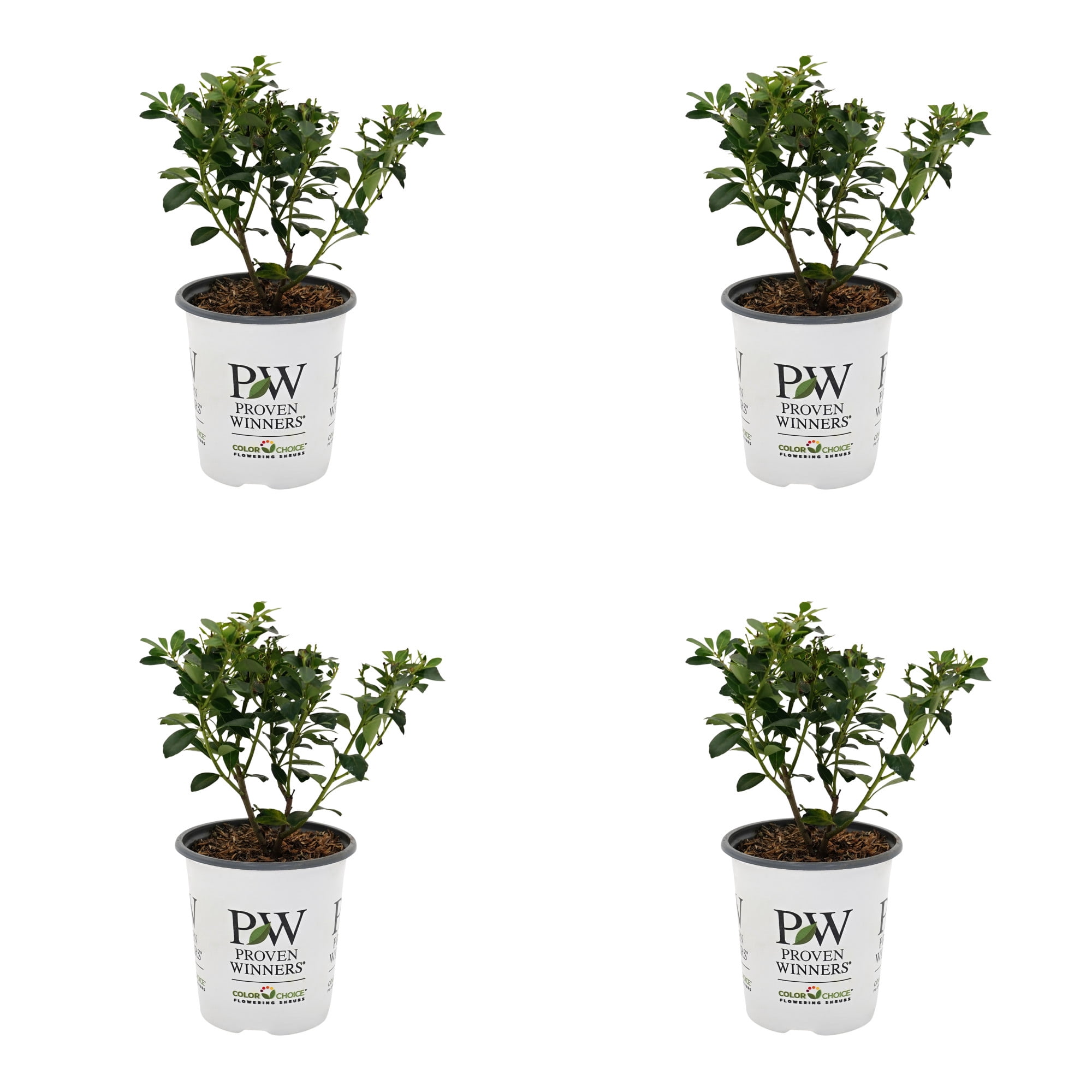 Proven Winners ColorChoice 5" Strongbox Inkberry Holly Live Plant in 4.5" Pot (4 Count)