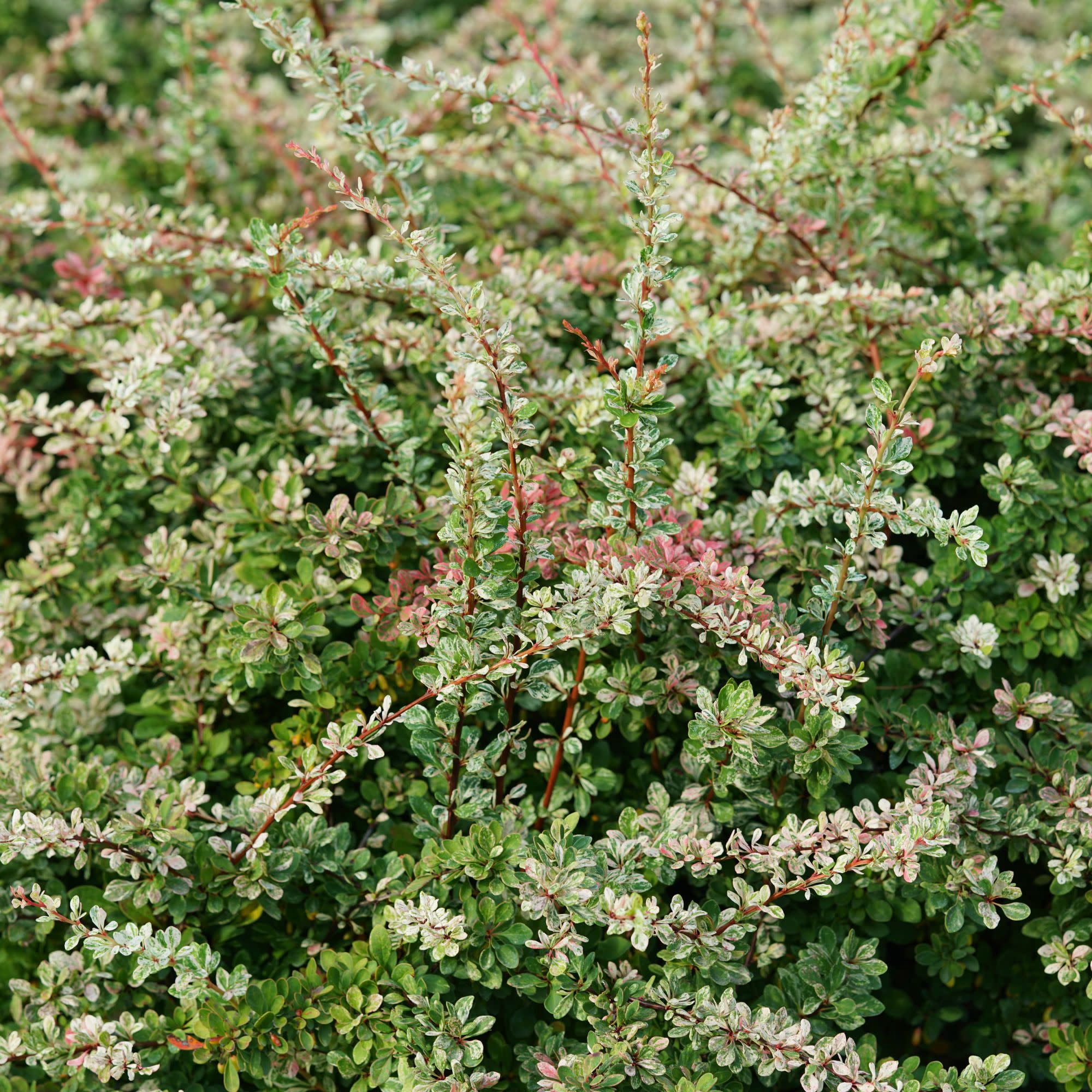 Proven Winners ColorChoice 5" Sunjoy Sequins Barberry Live Plant in 4.5" Pot (4 Count)