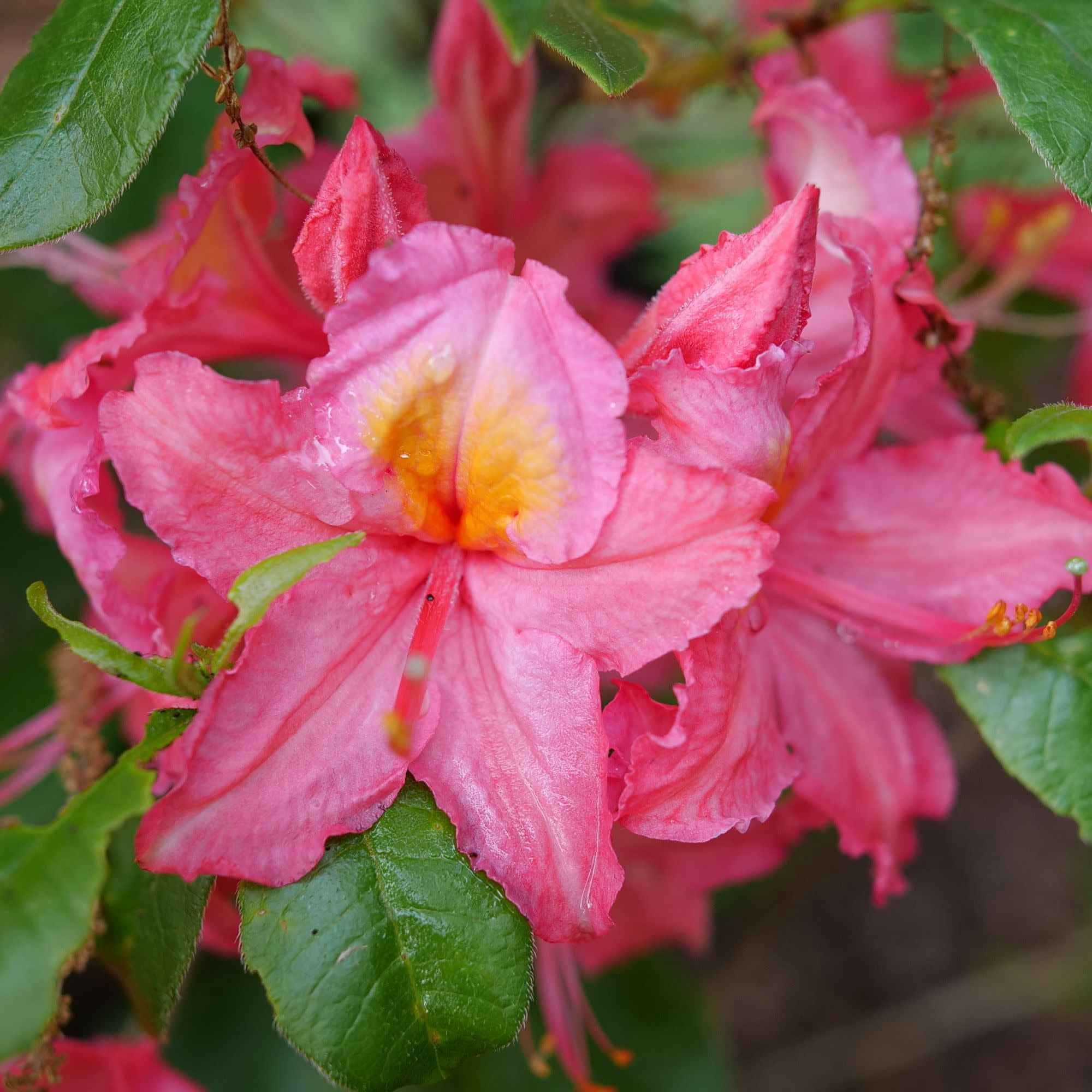 Proven Winners ColorChoice 5" Sweet Reward Pink Azalea Live Plant in 4.5" Pot (4 Count)
