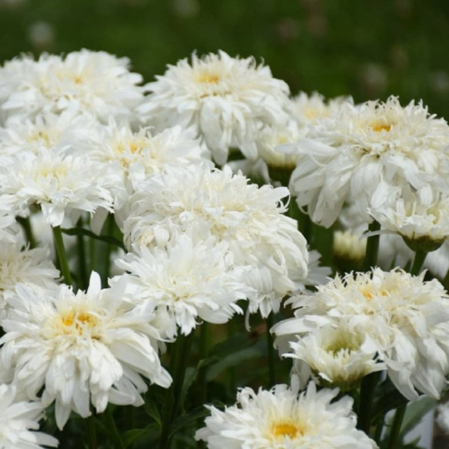 Proven Winners 5" White Amazing Daisies 'Marshmallow' Shasta Daisy Live Plant in 4.5" Pot (4 Count)