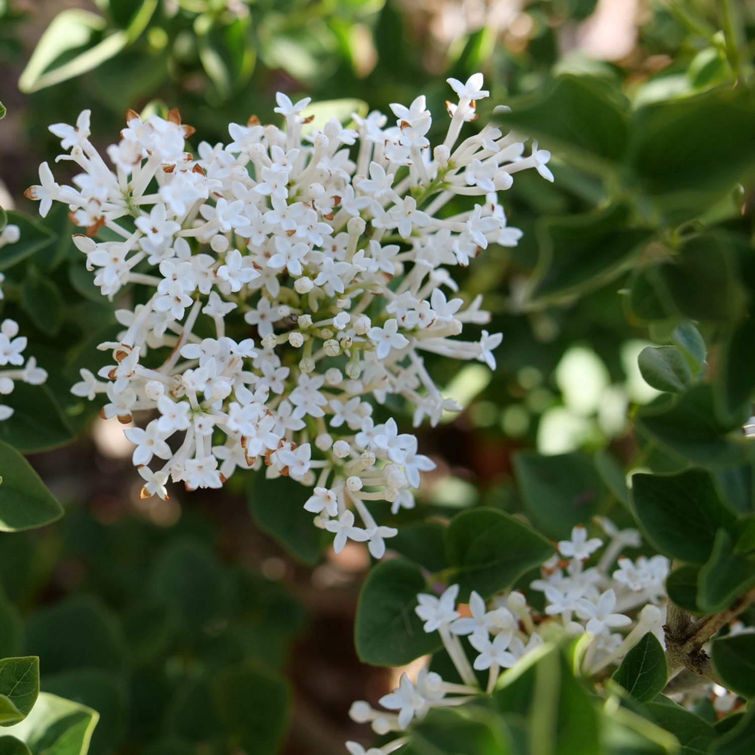 Proven Winners ColorChoice 5" White Bloomerang Showmound Reblooming Lilac Live Plant in 4.5" Pot (4 Count)