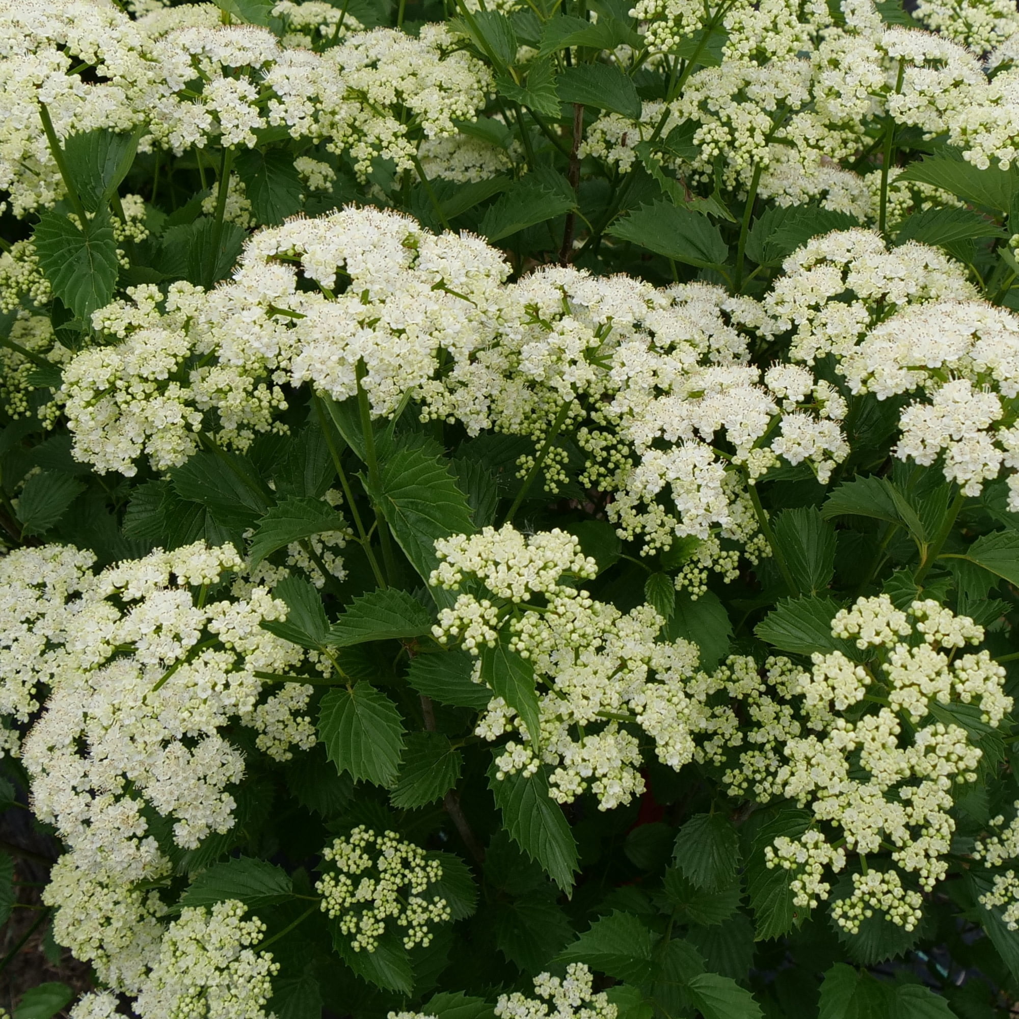 Proven Winners ColorChoice 5" White Blue Muffin Arrowwood Viburnum Live Plant in 4.5" Pot (4 Count)