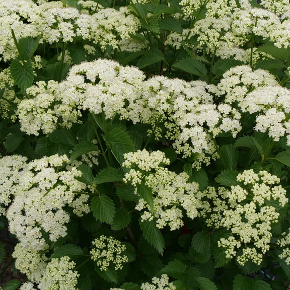 Proven Winners ColorChoice 5" White Blue Muffin Arrowwood Viburnum Live Plant in 4.5" Pot (4 Count)