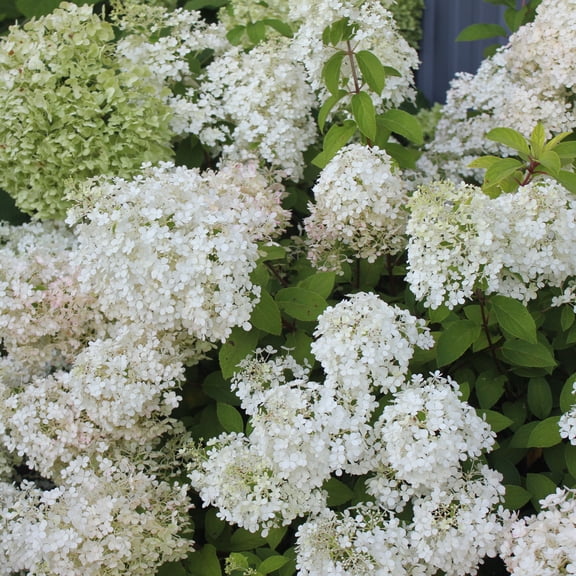 Proven Winners ColorChoice 5" White Bobo Panicle Hydrangea Live Plant in 4.5" Pot (4 Count)