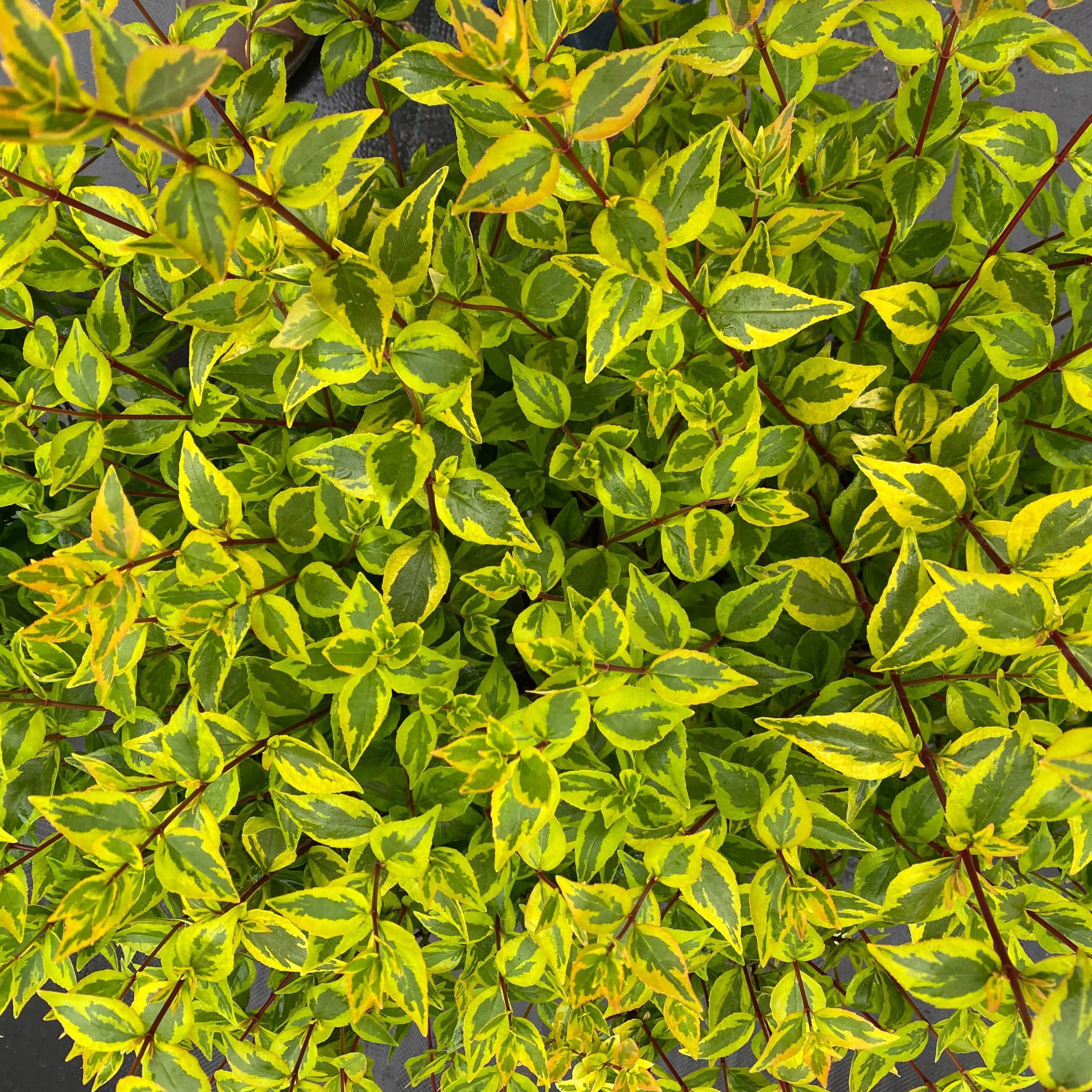 Proven Winners ColorChoice 5" White Brilliantina Abelia Live Plant in 4.5" Pot (4 Count)