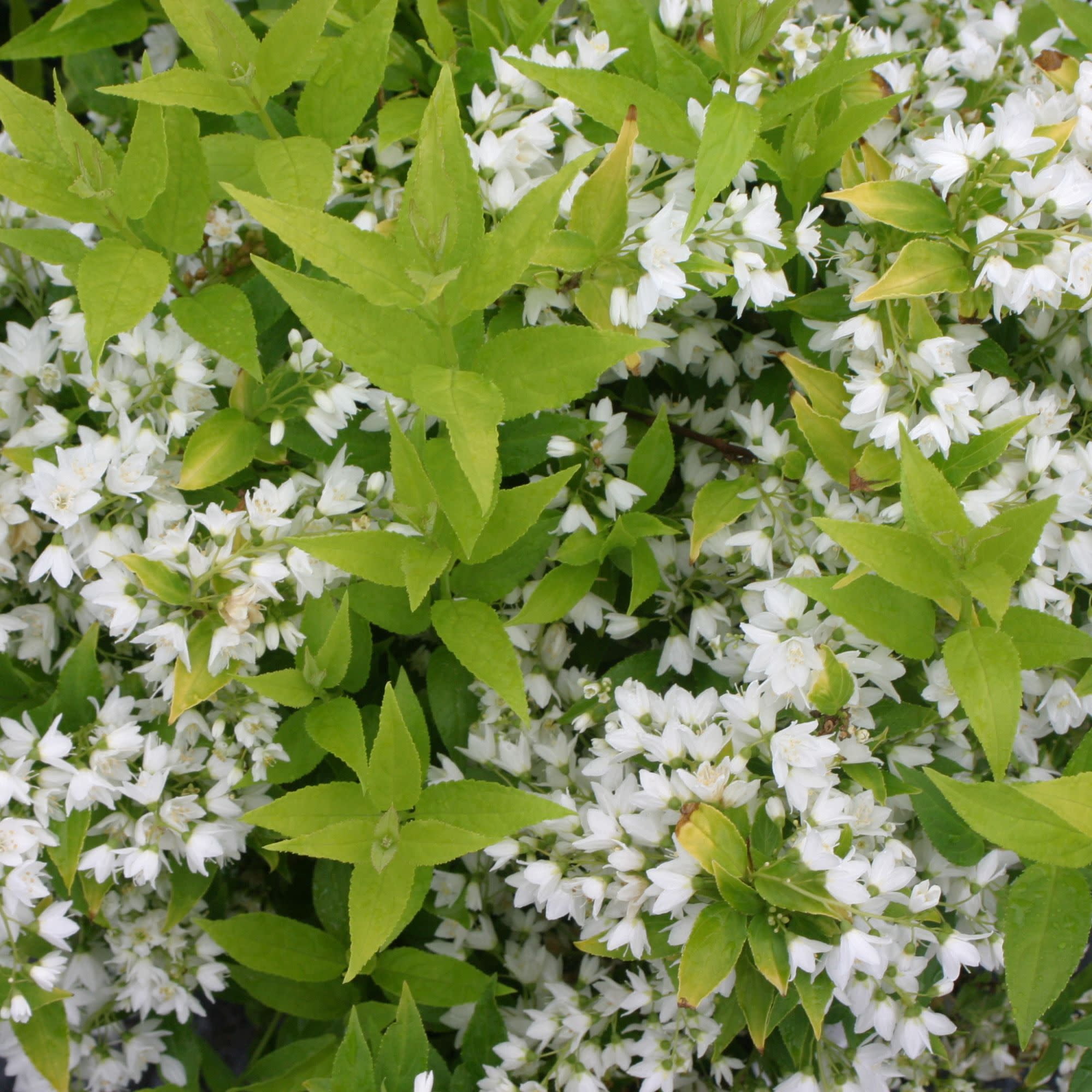 Proven Winners ColorChoice 5" White Chardonnay Pearls Deutzia Live Plant in 4.5" Pot (4 Count)