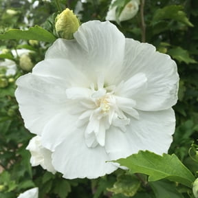 Proven Winners ColorChoice 5" White Chiffon Rose of Sharon Live Plant in 4.5" Pot (4 Count)
