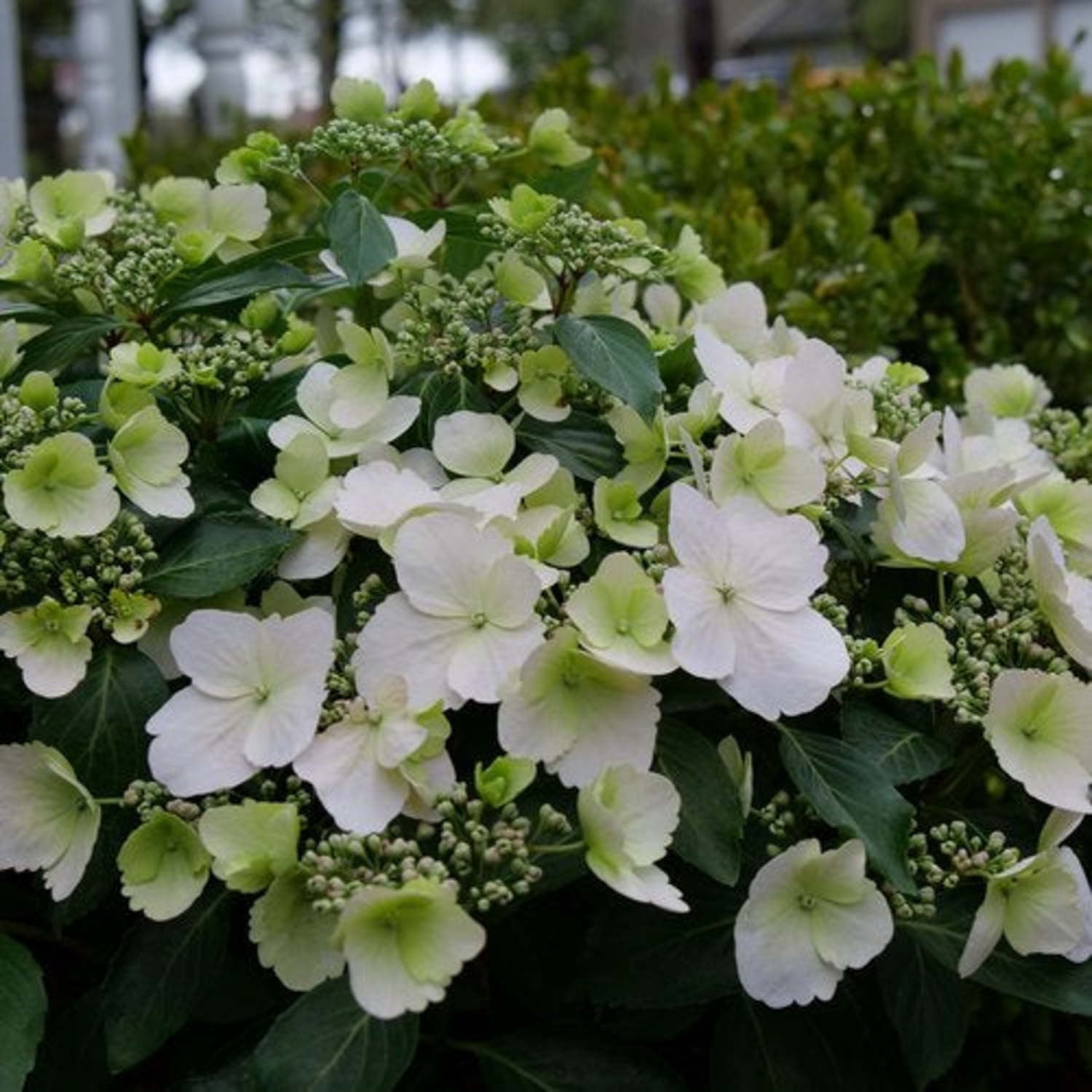 Proven Winners ColorChoice 5" White Fairytrail Bride Cascade Hydrangea Live Plant in 4.5" Pot (4 Count)
