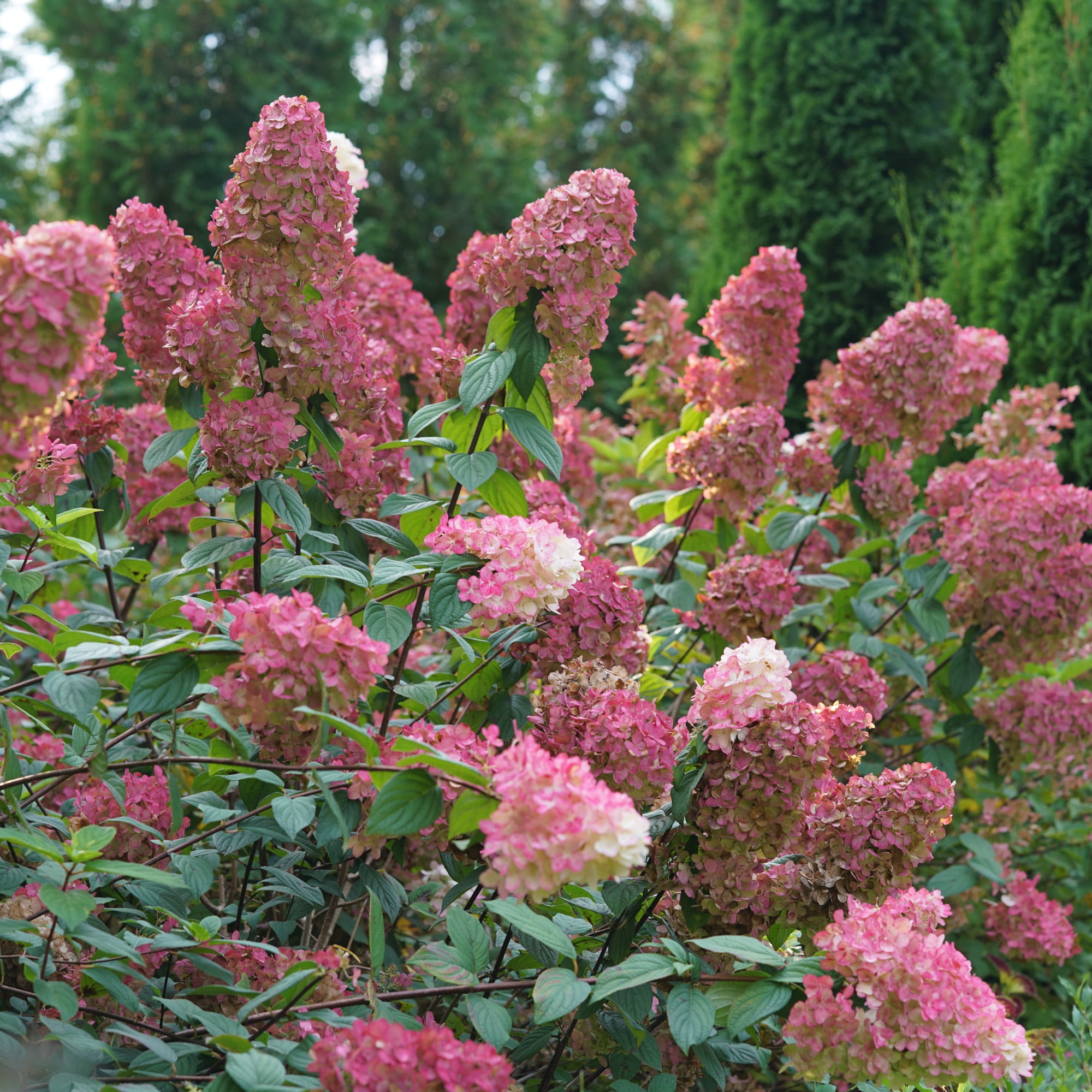 Proven Winners ColorChoice 5" White Fire Light Panicle Hydrangea Live Plant in 4.5" Pot (4 Count)