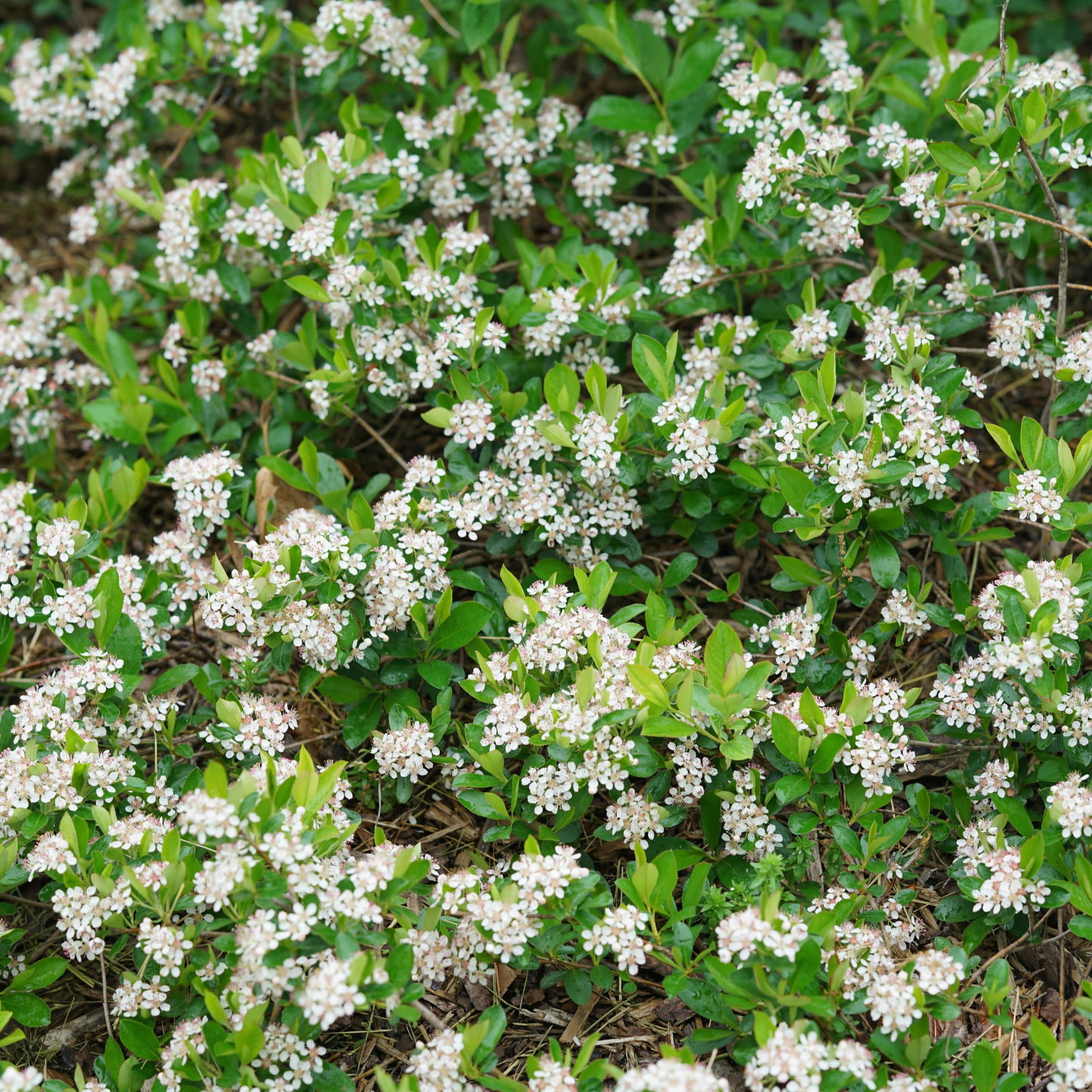 Proven Winners ColorChoice 5" White Ground Hug Aronia Live Plant in 4.5" Pot (4 Count)