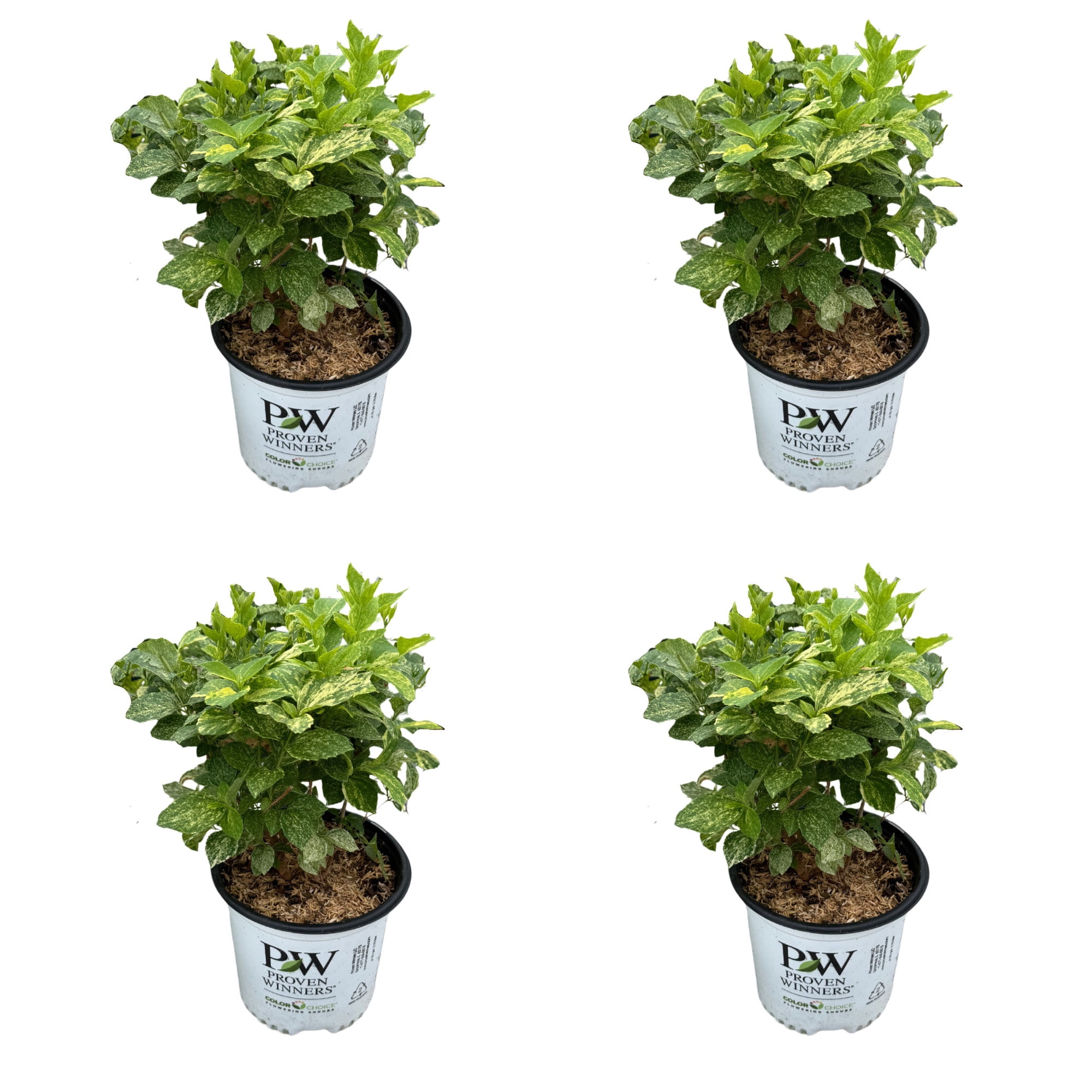 Proven Winners ColorChoice 5" White Illuminati Sparks Mockorange Live Plant in 4.5" Pot (4 Count)