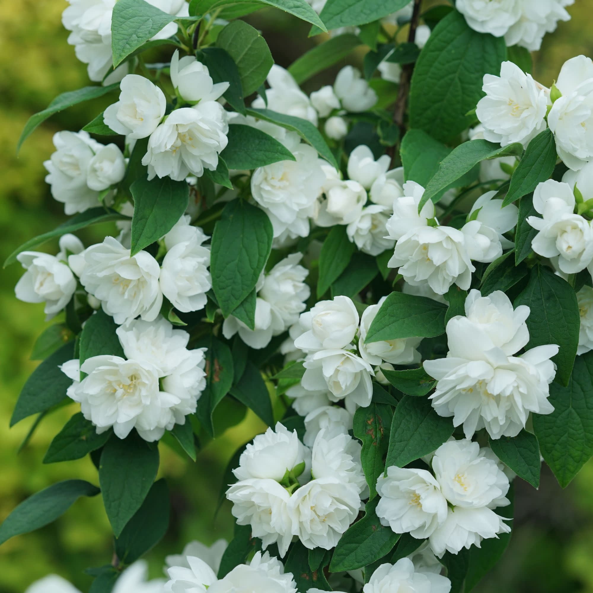 Proven Winners ColorChoice 5" White Illuminati Spice Mock Orange Live Plant in 4.5" Pot (4 Count)