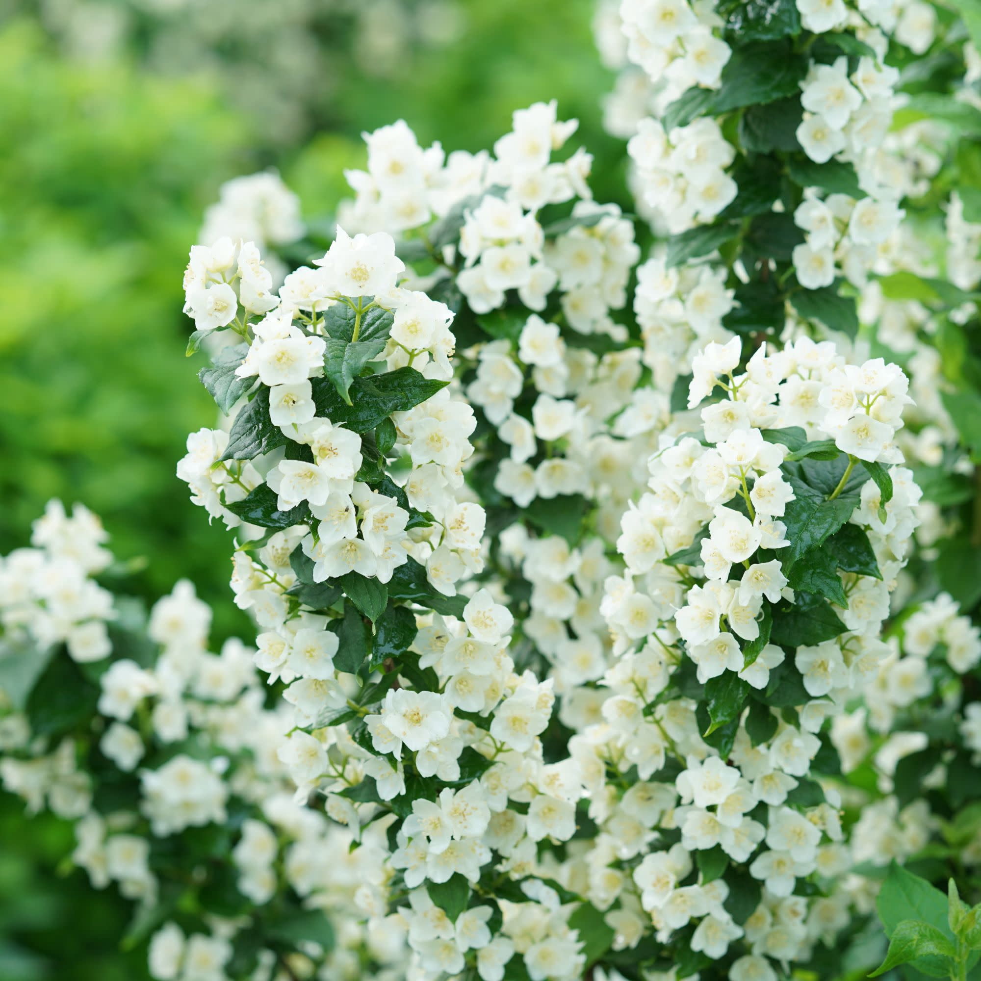 Proven Winners ColorChoice 5" White Illuminati Tower Mock Orange Live Plant in 4.5" Pot (4 Count)