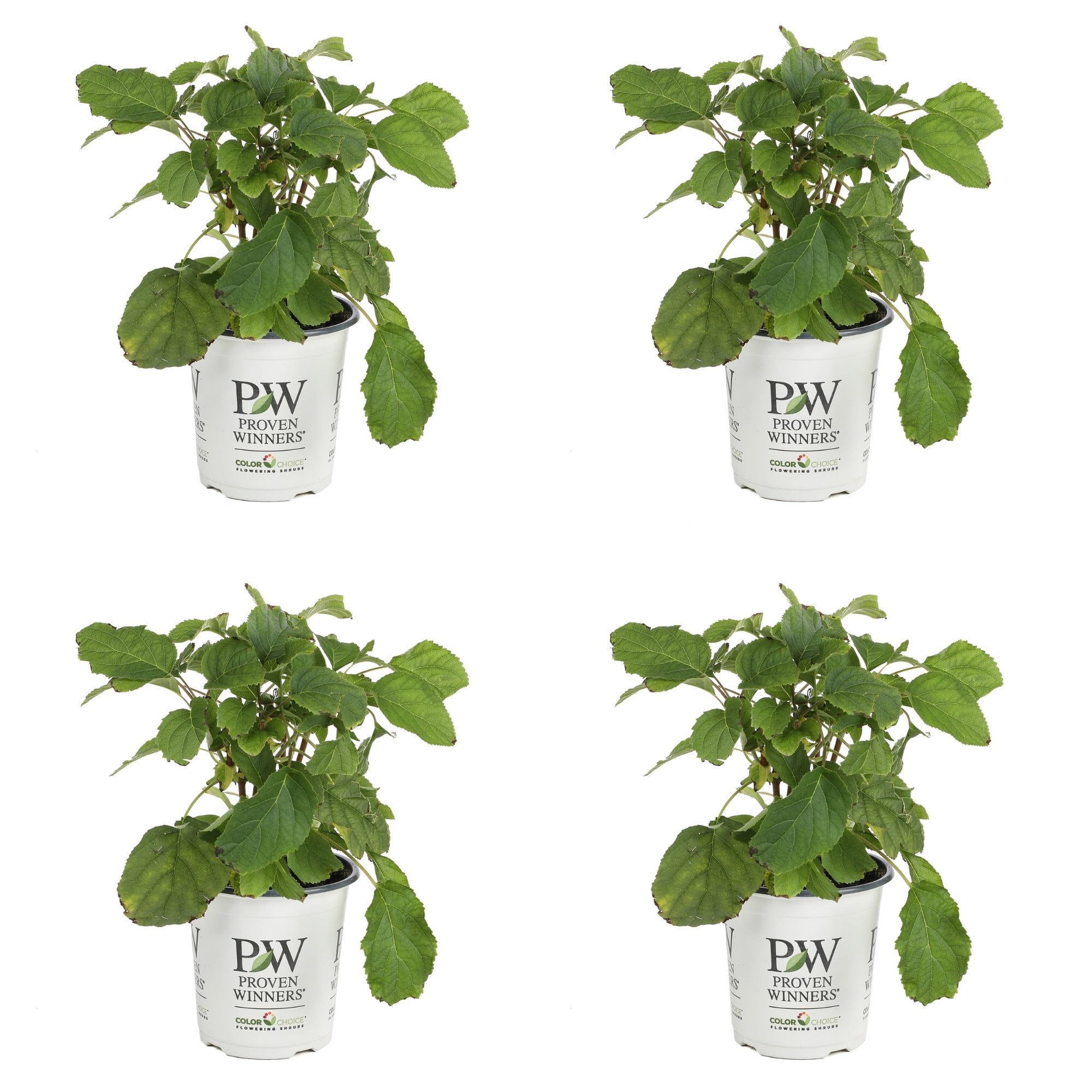 Proven Winners ColorChoice 5" White Incrediball Smooth Hydrangea Live Plant in 4.5" Pot (4 Count)
