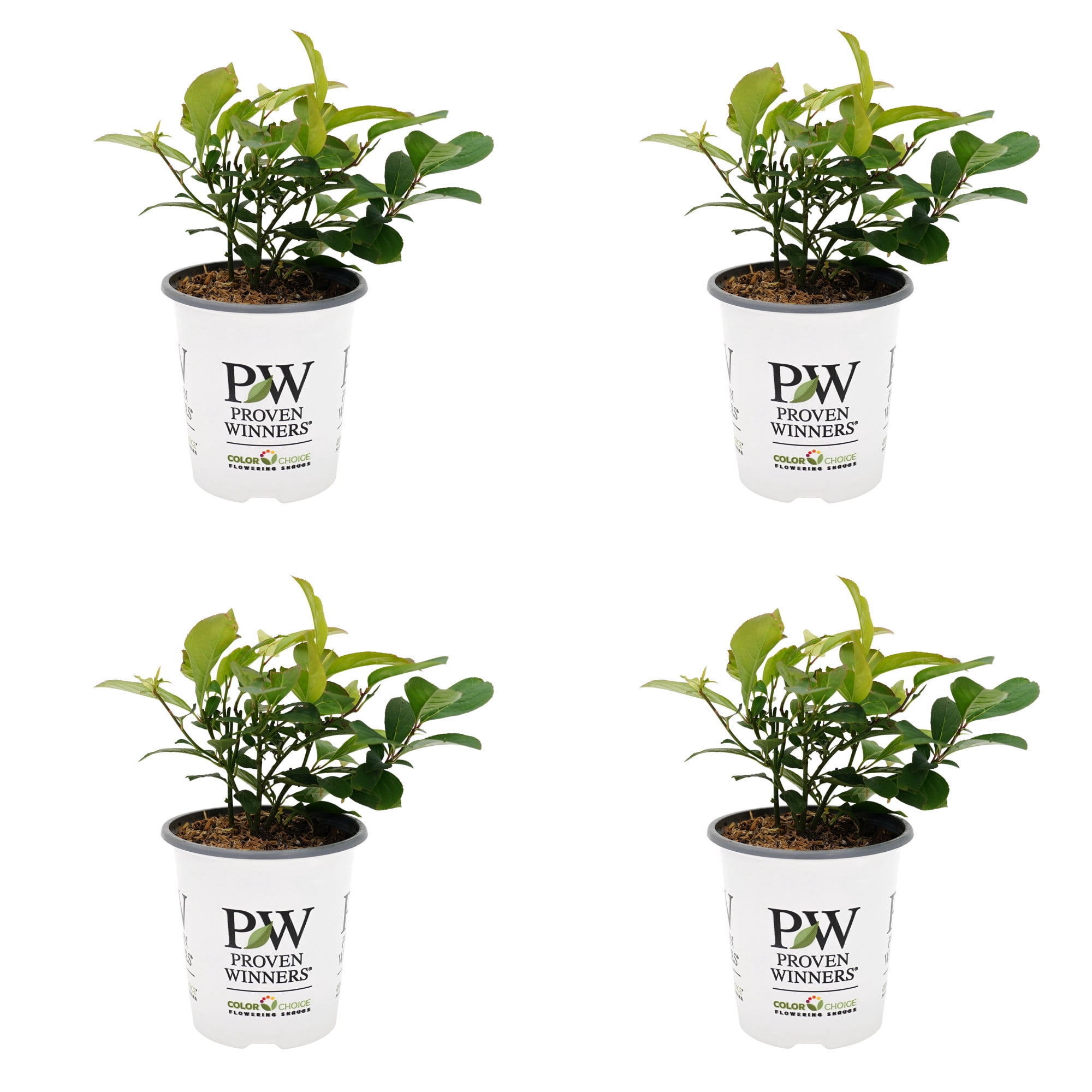 Proven Winners ColorChoice 5" White Little Henry Sweetspire Live Plant in 4.5" Pot (4 Count)