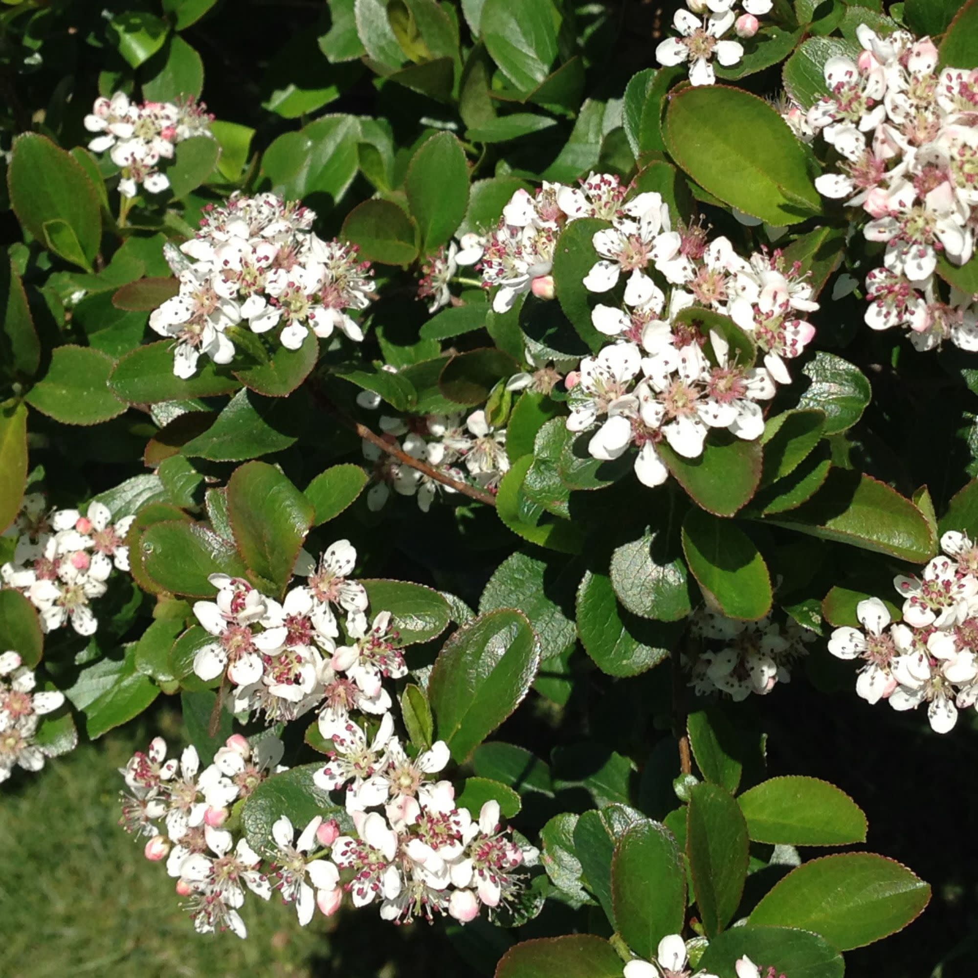 Proven Winners ColorChoice 5" White Low Scape Mound Aronia Live Plant in 4.5" Pot (4 Count)