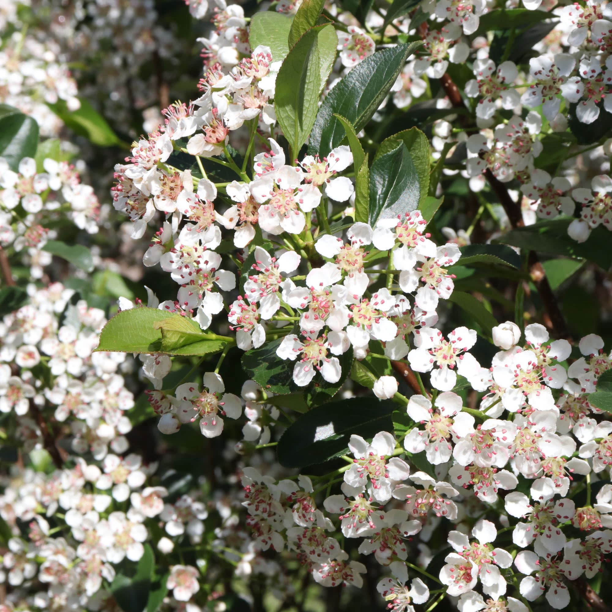Proven Winners ColorChoice 5" White Low Scape Snowfire Aronia Live Plant in 4.5" Pot (4 Count)