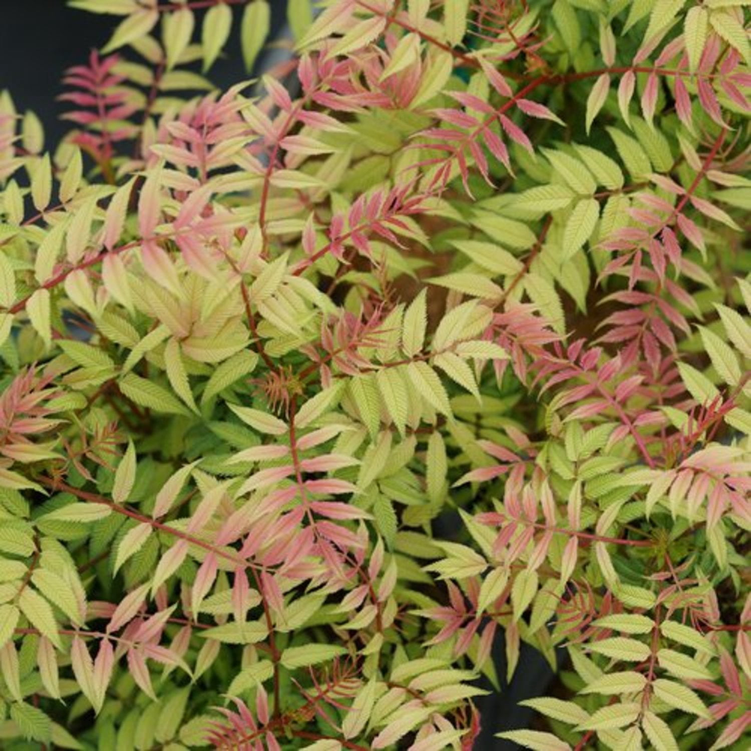 Proven Winners ColorChoice 5" White Mr. Mustard False Spiraea Live Plant in 4.5" Pot (4 Count)