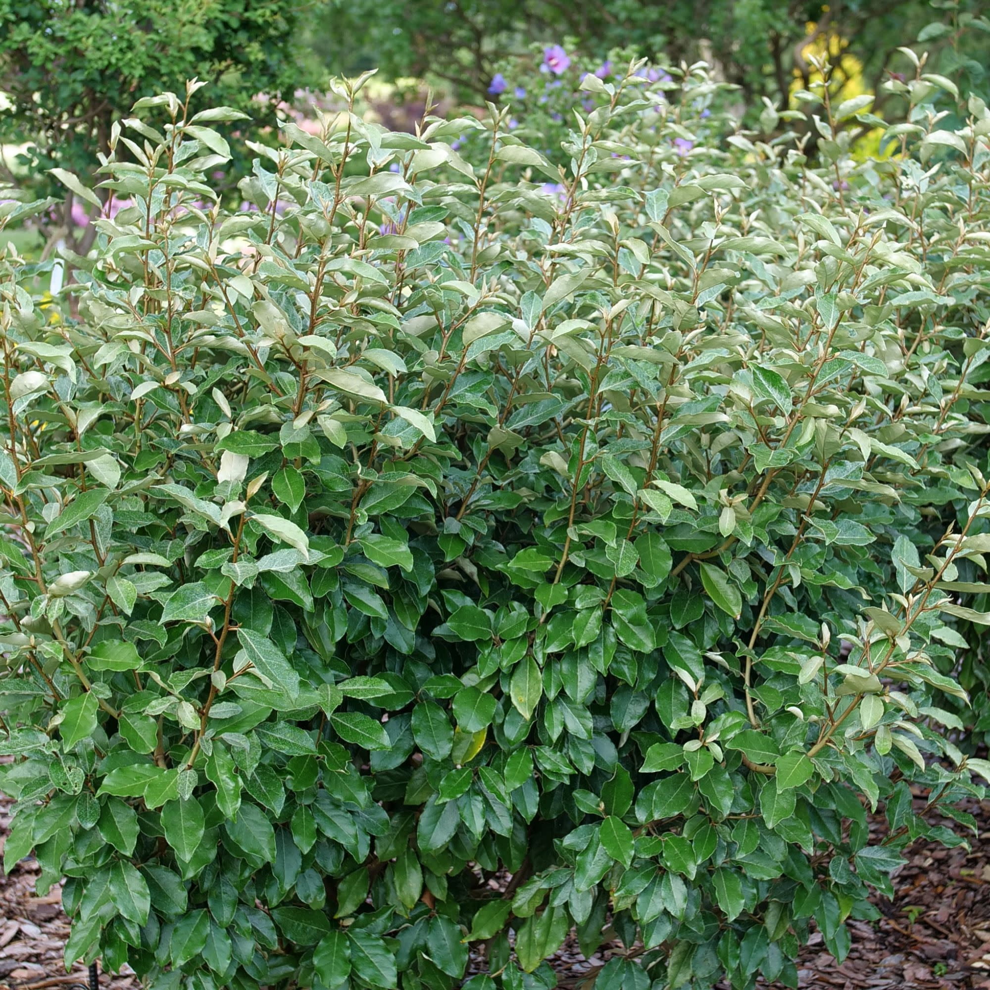 Proven Winners ColorChoice 5" White Mr. Smooth Seedless Thornless Silverthorn Live Plant in 4.5" Pot (4 Count)
