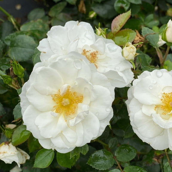 Proven Winners ColorChoice 5" White Oso Easy Ice Bay Rose Live Plant in 4.5" Pot (4 Count)