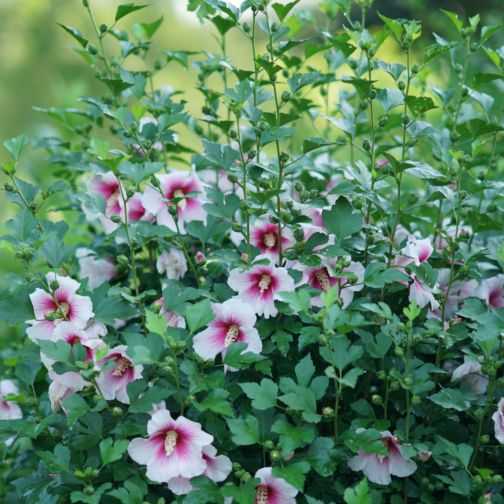 Proven Winners ColorChoice 5" White Paraplu Pink Ink Rose of Sharon Live Plant in 4.5" Pot (4 Count)