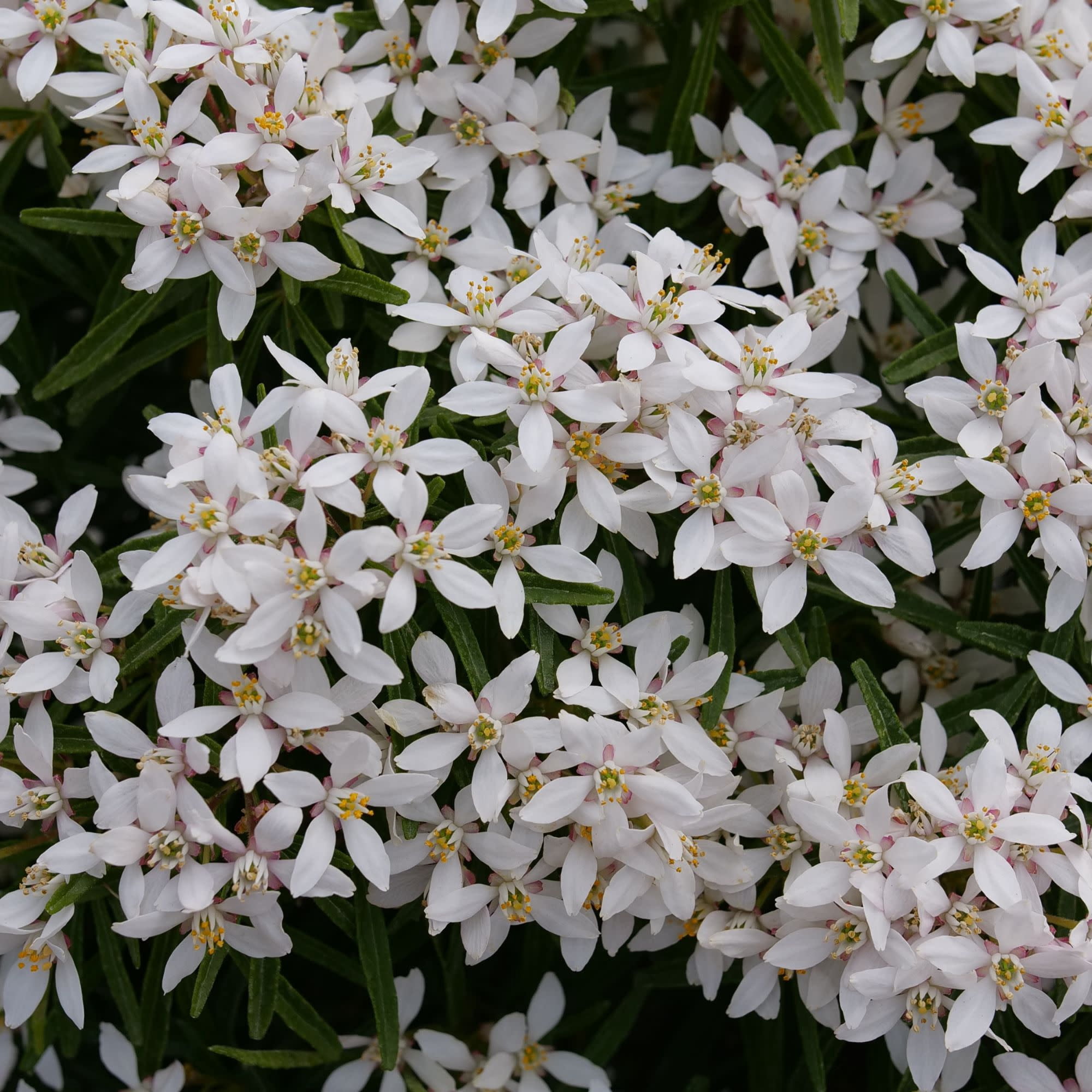 Proven Winners ColorChoice 5" White Pinball Blizzard Mexican Orange Live Plant in 4.5" Pot (4 Count)