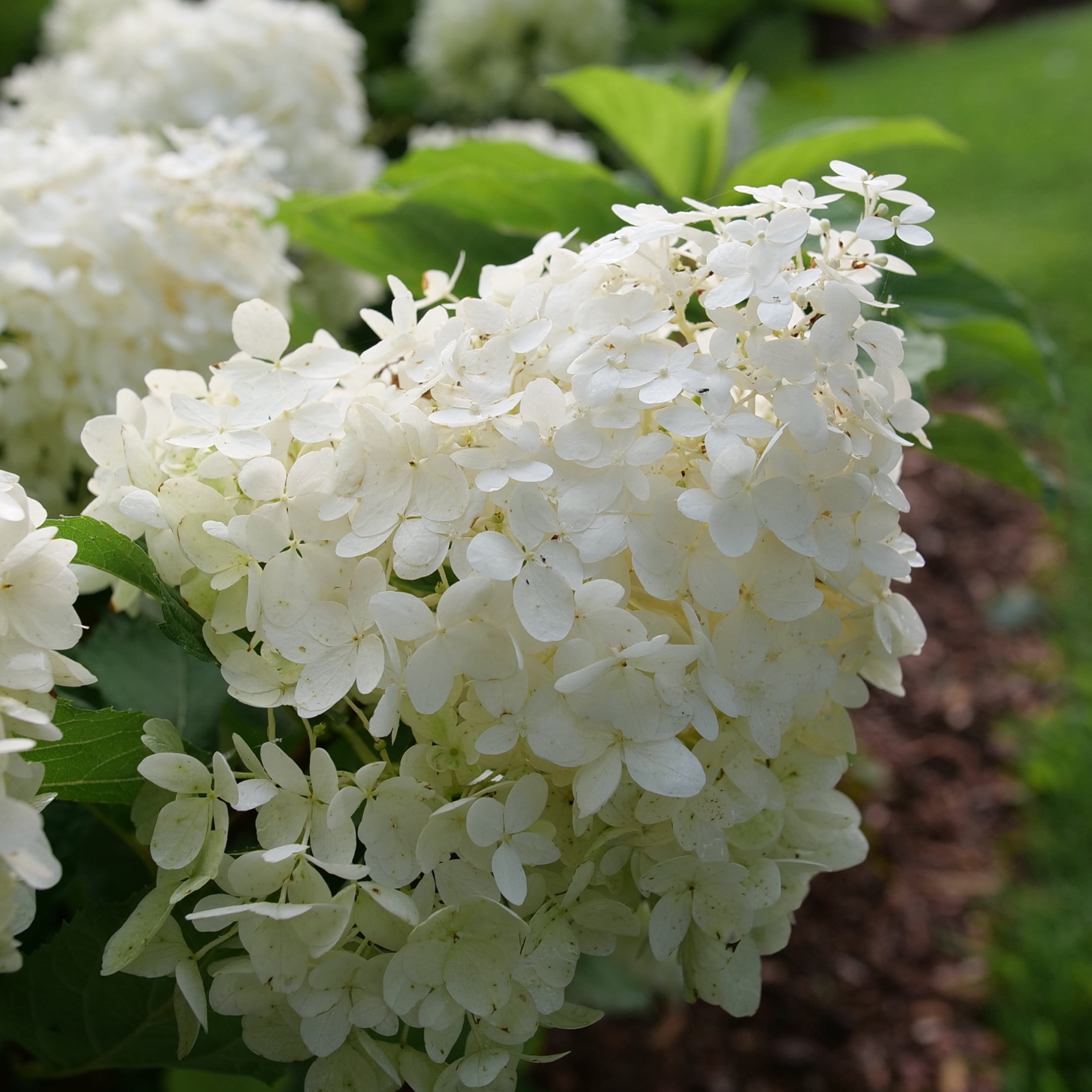 Proven Winners ColorChoice 5" White Puffer Fish Panicle Hydrangea Live Plant in 4.5" Pot (4 Count)