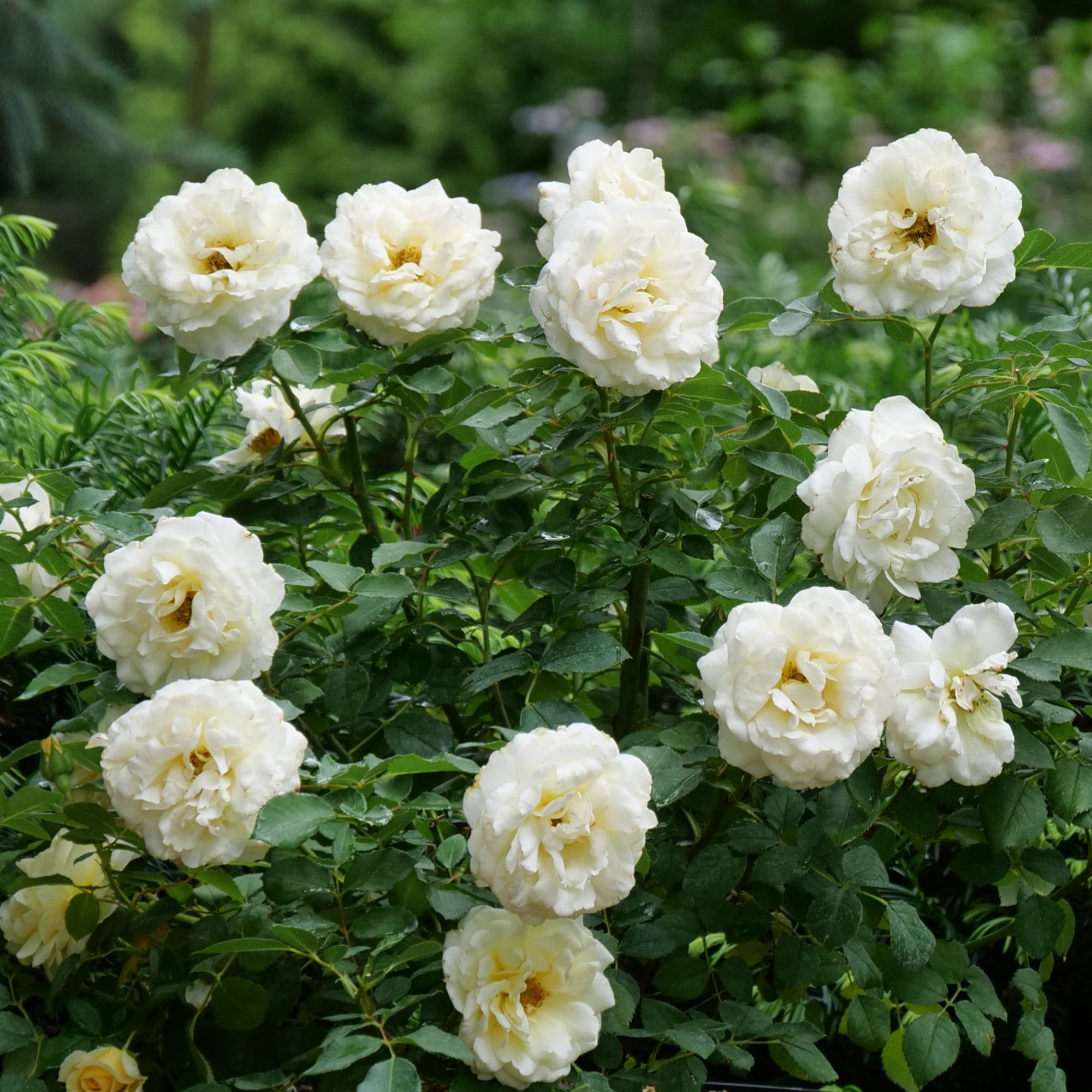Proven Winners ColorChoice 5" White Reminiscent Crema Rose Live Plant in 4.5" Pot (4 Count)