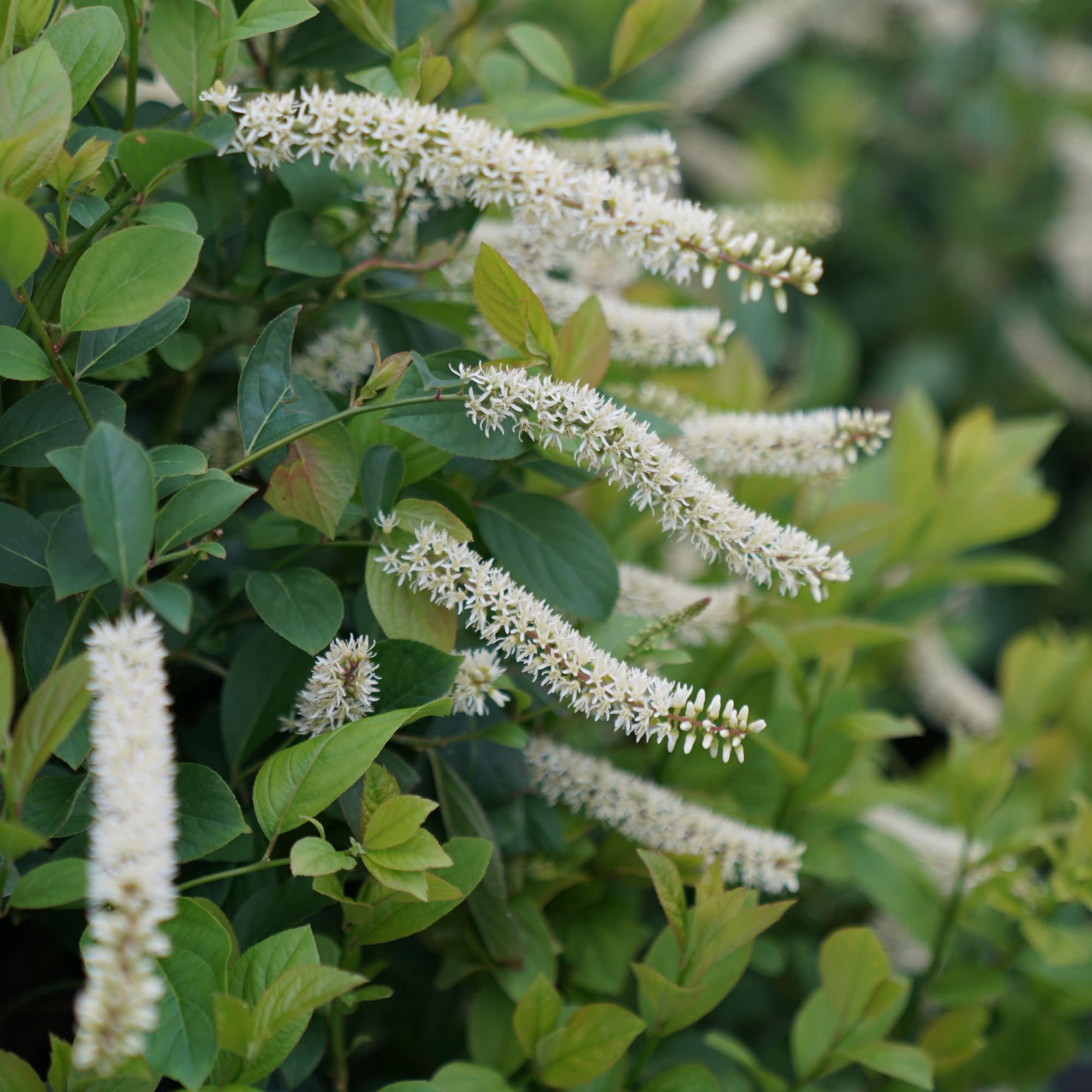 Proven Winners ColorChoice 5" White Scentlandia Sweetspire Live Plant in 4.5" Pot (4 Count)