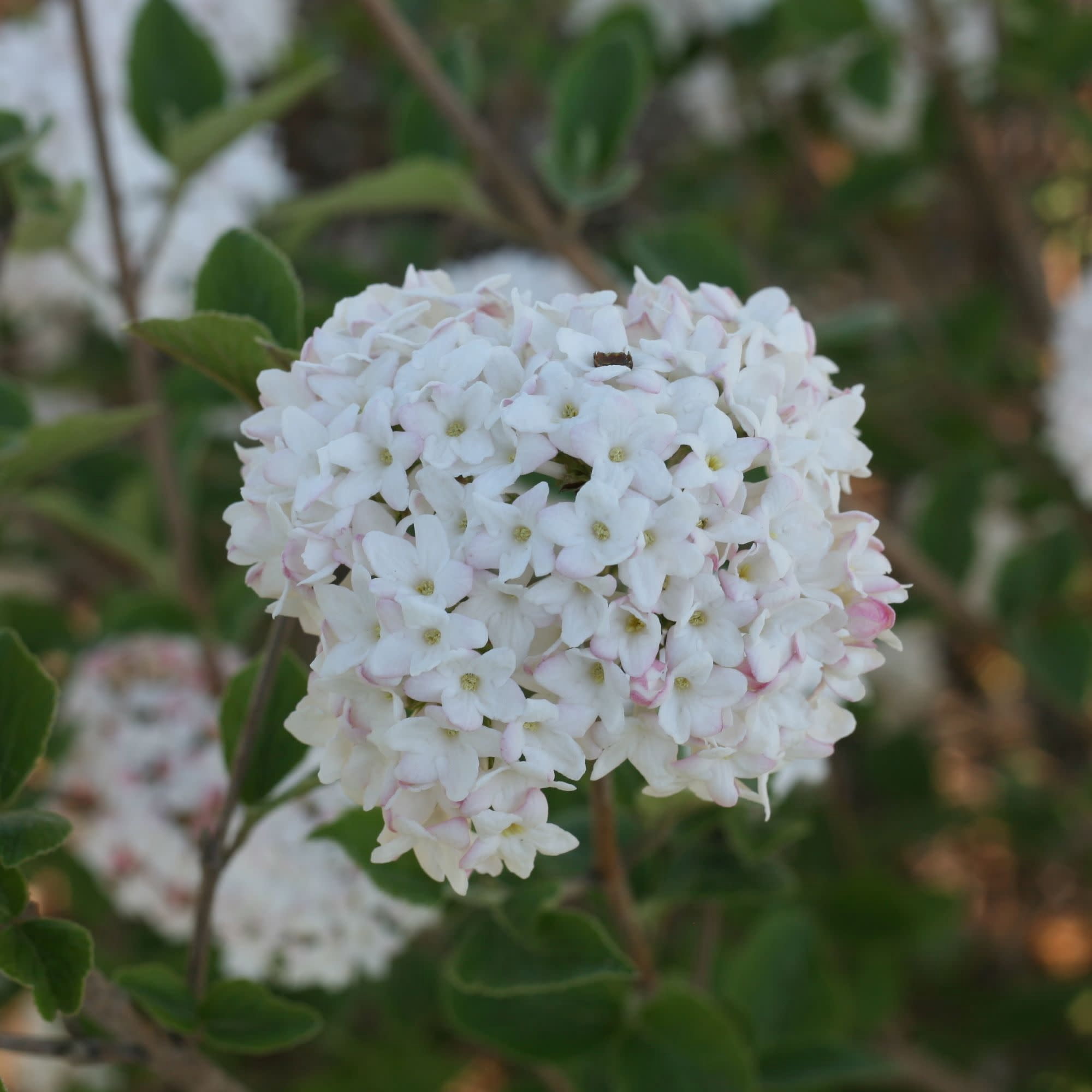 Proven Winners ColorChoice 5" White Spice Baby Koreanspice Viburnum Live Plant in 4.5" Pot (4 Count)