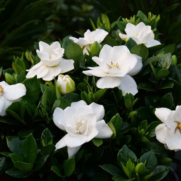 Proven Winners ColorChoice 5" White Steady as She Goes Gardenia Live Plant in 4.5" Pot (4 Count)