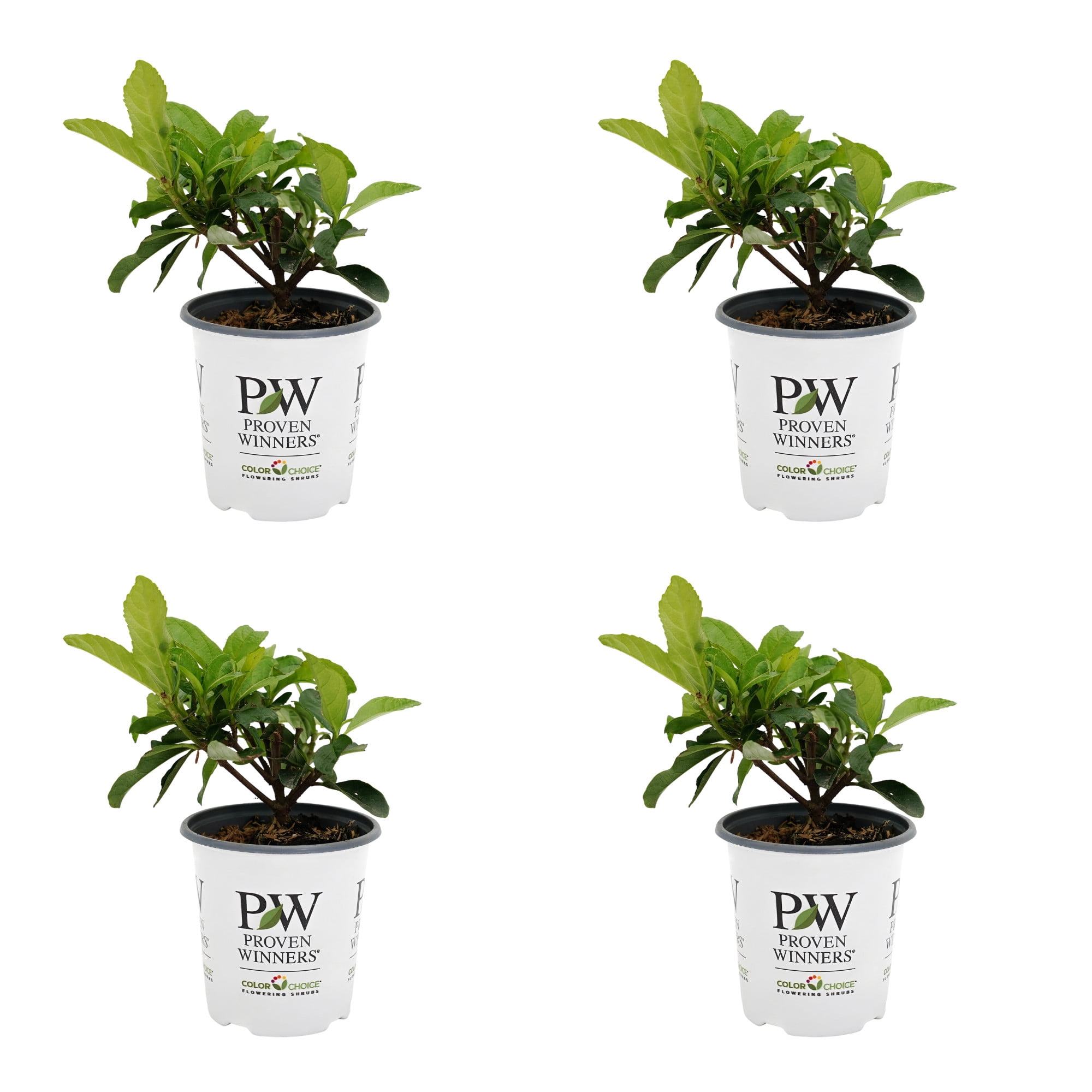 Proven Winners ColorChoice 5" White Yardline Viburnum Live Plant in 4.5" Pot (4 Count)
