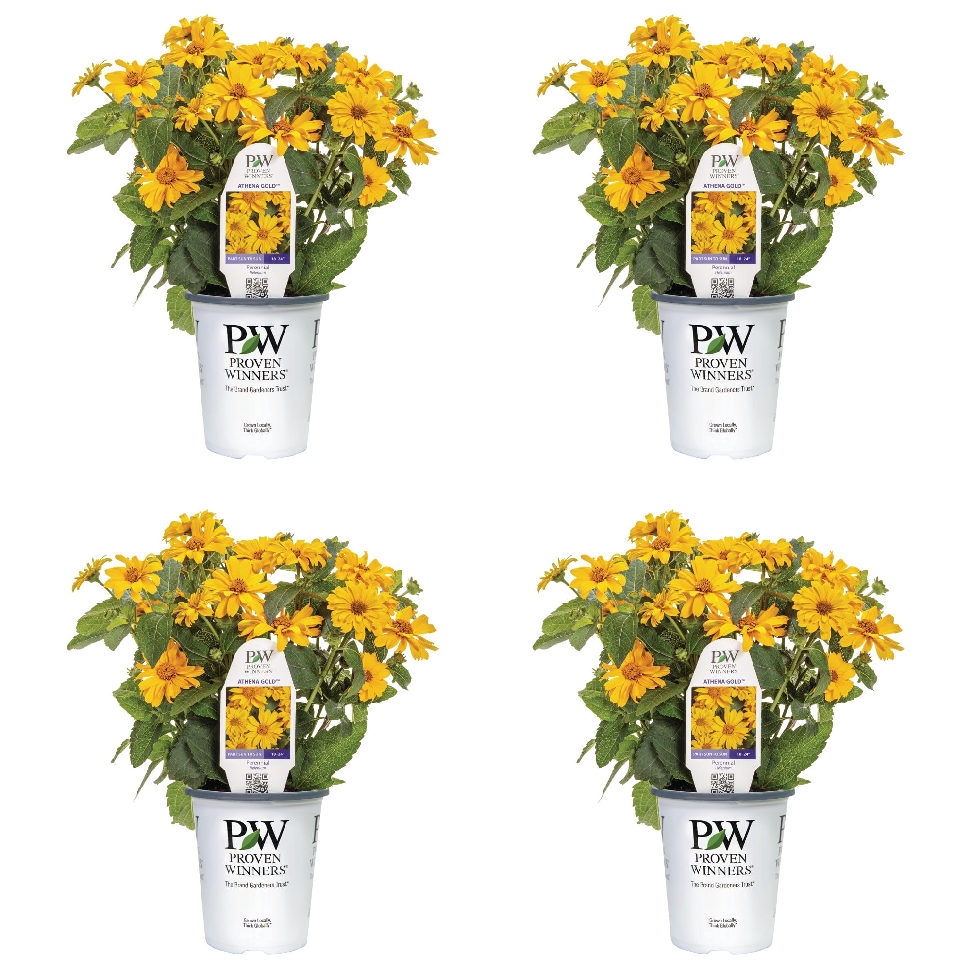 Proven Winners 5" Yellow Athena Gold False Sunflower Live Plant in 4.5" Pot (4 Count)