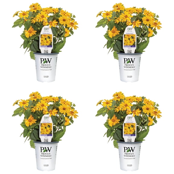 Proven Winners 5" Yellow Athena Gold False Sunflower Live Plant in 4.5" Pot (4 Count)