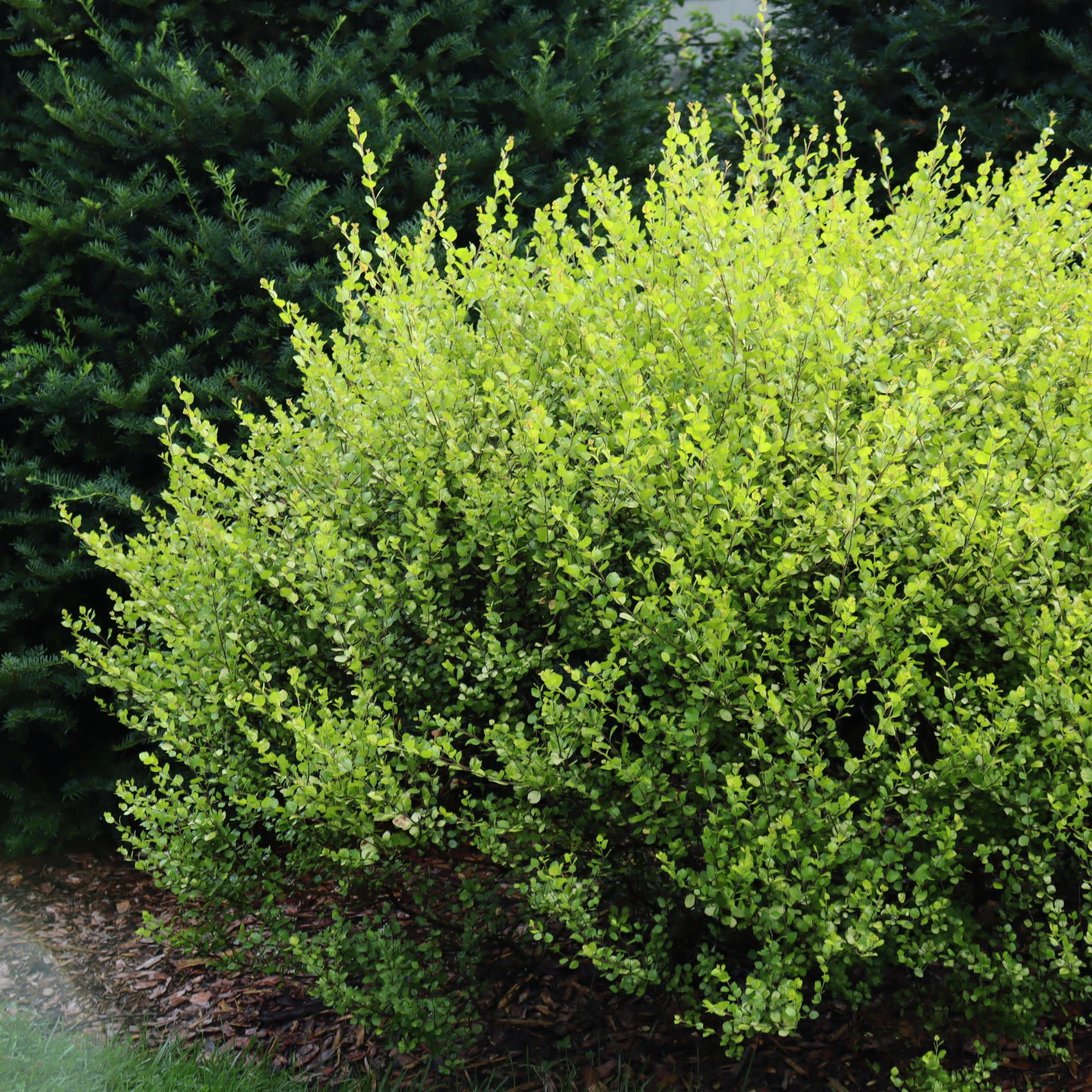 Proven Winners ColorChoice 5" Yellow Cesky Gold Dwarf Birch Live Plant in 4.5" Pot (4 Count)