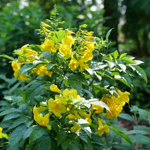 Proven Winners ColorChoice 5" Yellow Chicklet Gold Esperanza Live Plant in 4.5" Pot (4 Count)
