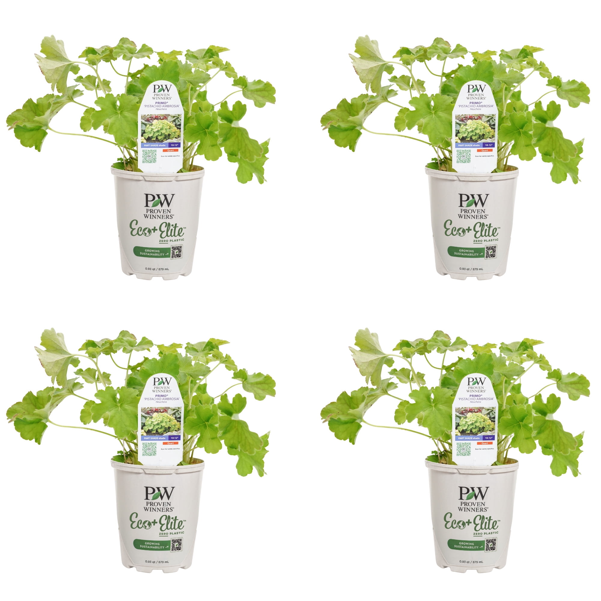 Proven Winners 5" Yellow Dolce 'Pistachio Ambrosia' Coral Bells Live Plant in 4.5" Pot (4 Count)