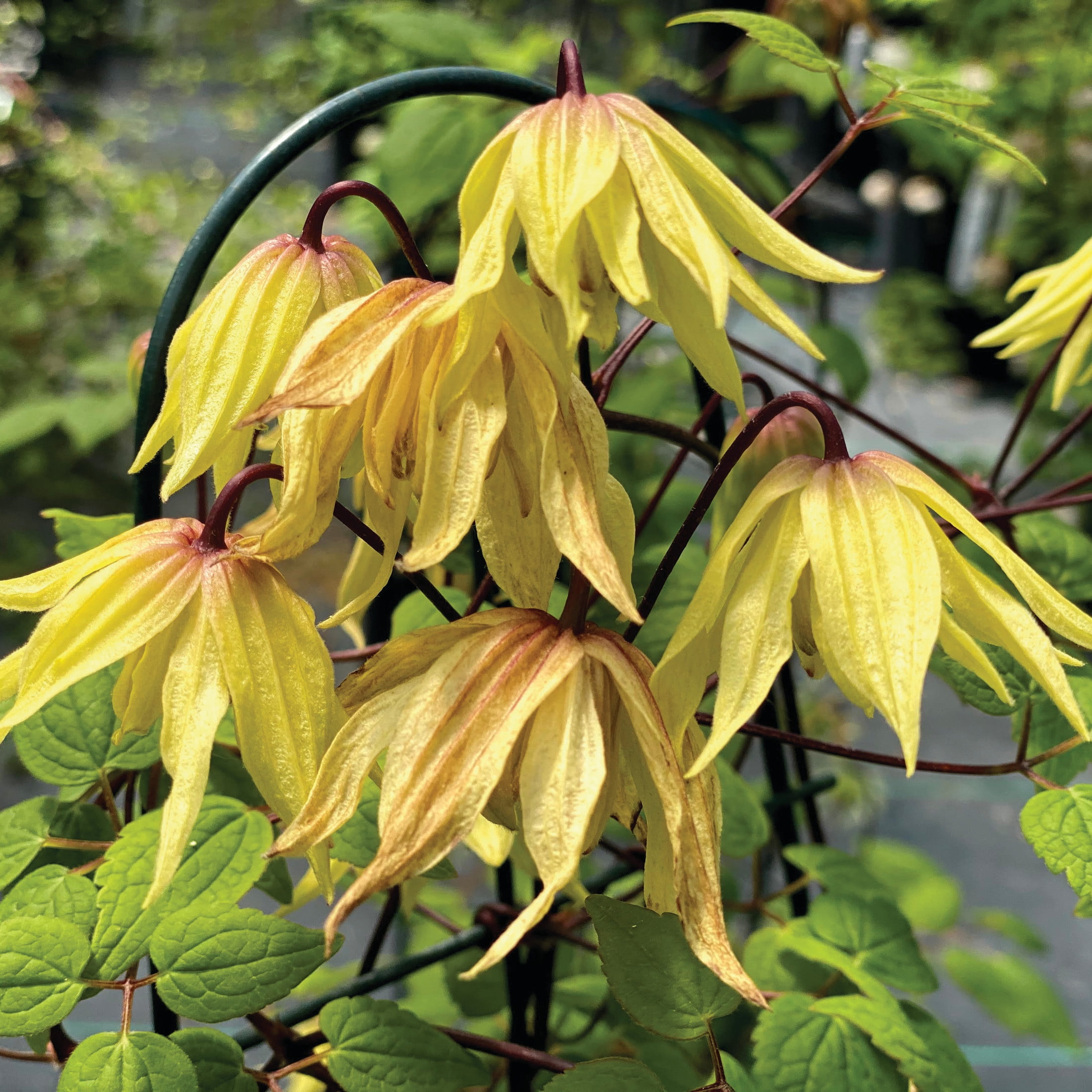 Proven Winners ColorChoice 5" Yellow Funyella Clematis Live Plant in 4.5" Pot (4 Count)