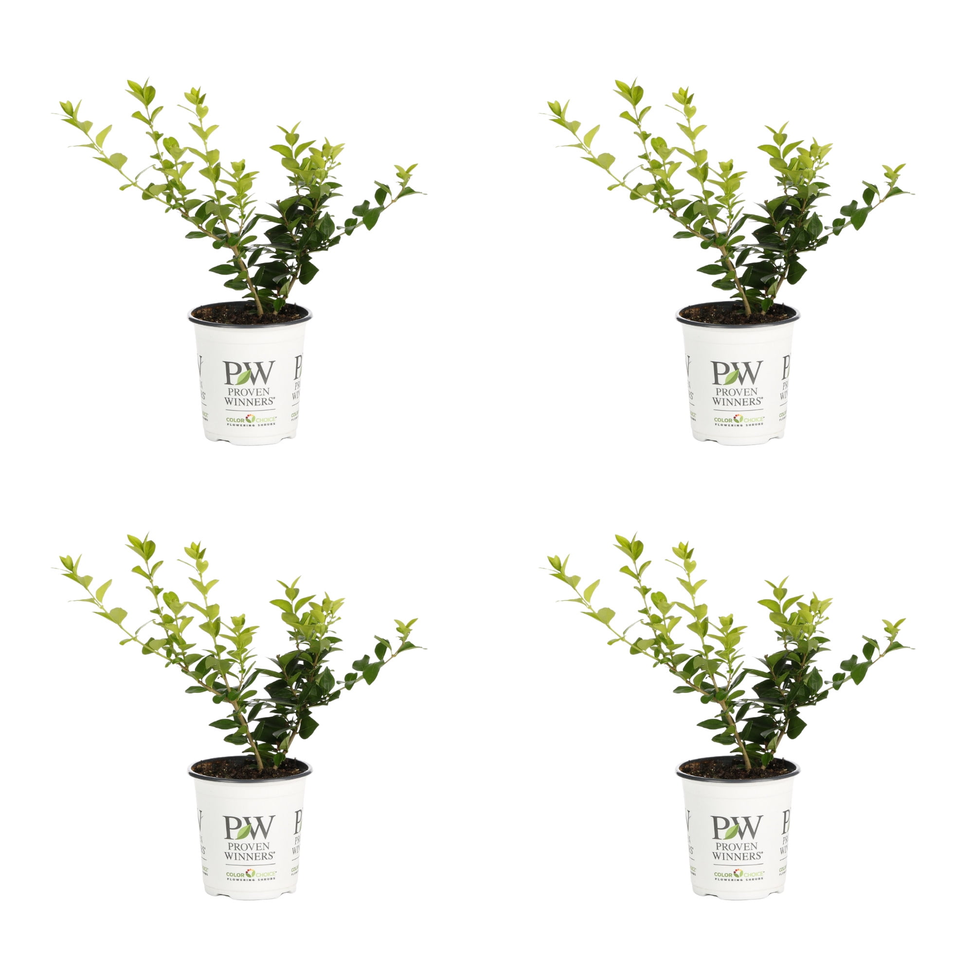 Proven Winners ColorChoice 5" Yellow Golden Ticket Privet Live Plant in 4.5" Pot (4 Count)