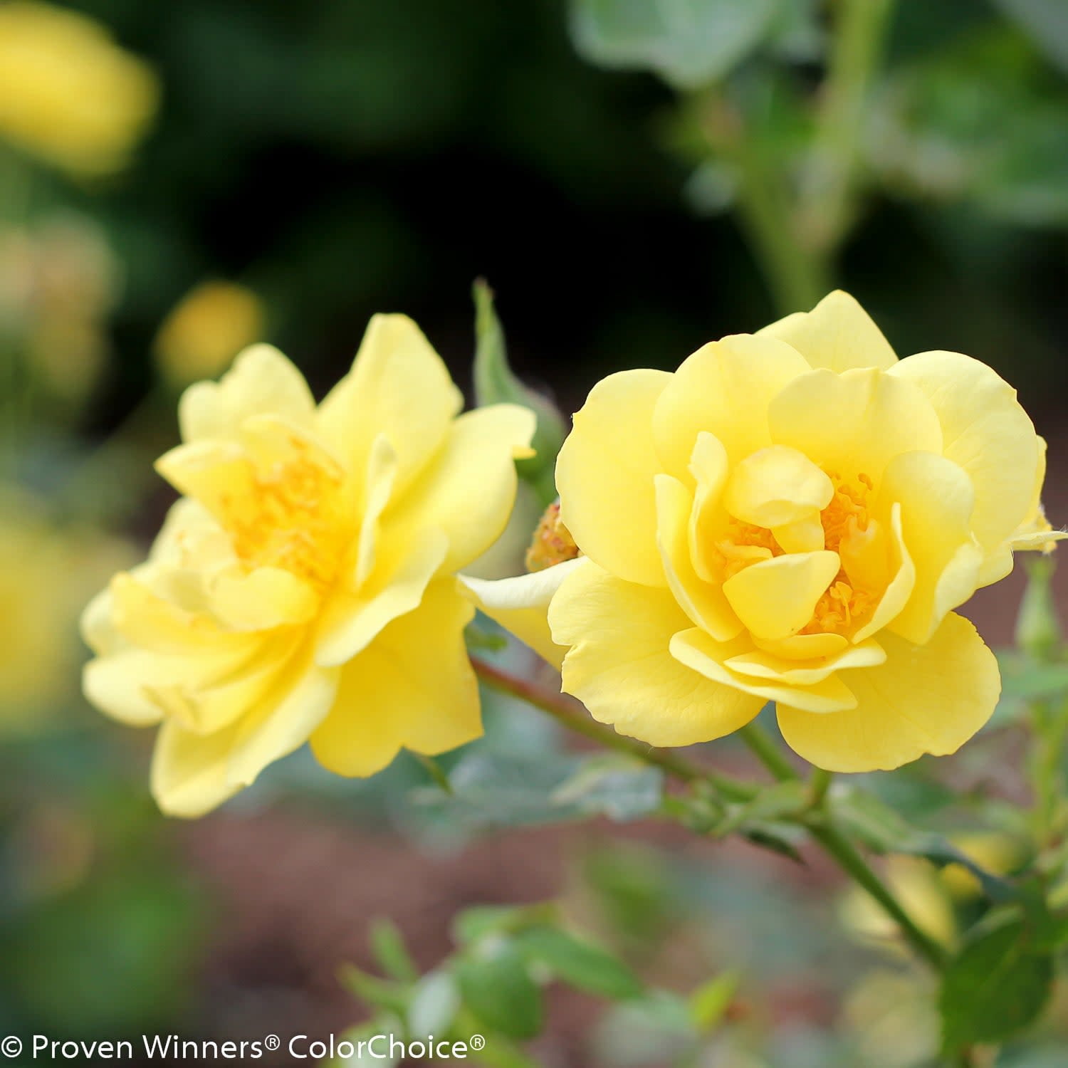 Proven Winners ColorChoice 5" Yellow Oso Easy Lemon Zest Rose Live Plant in 4.5" Pot (4 Count)