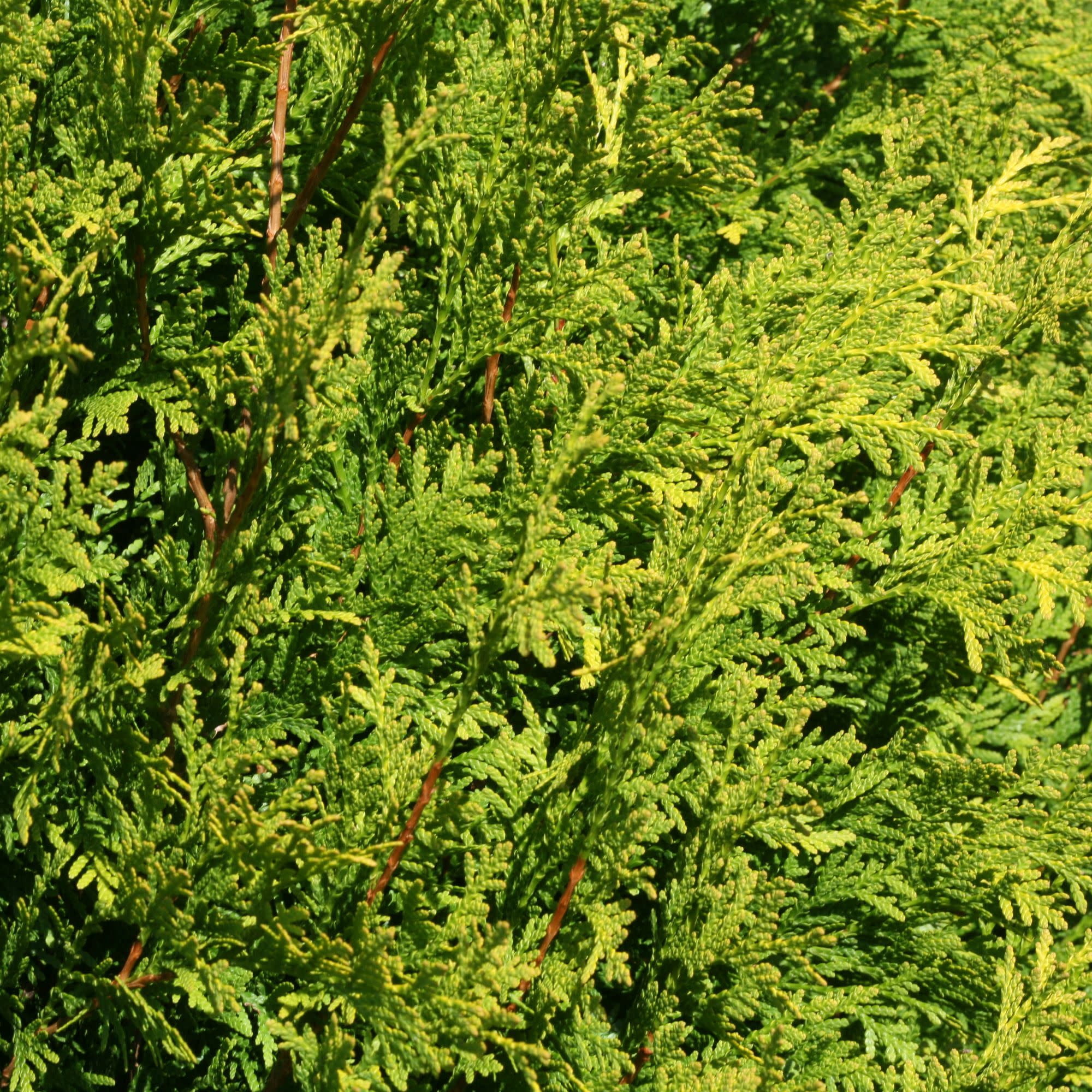Proven Winners ColorChoice 5" Yellow Polar Gold Arborvitae Live Plant in 4.5" Pot (4 Count)