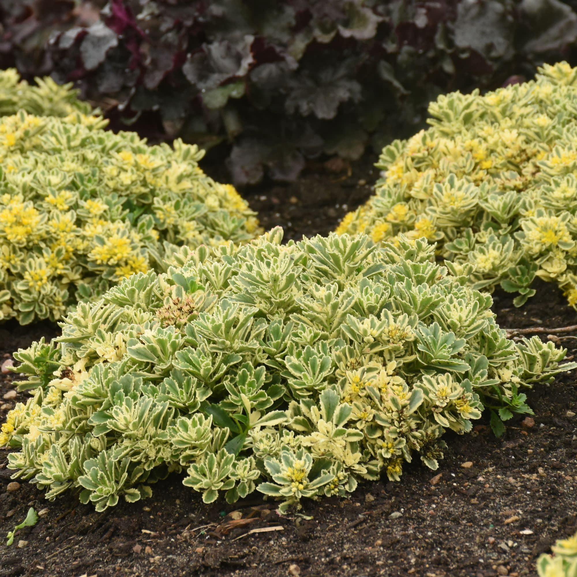 Proven Winners 5" Yellow Rock 'N Low 'Boogie Woogie' Stonecrop Live Plant in 4.5" Pot (4 Count)