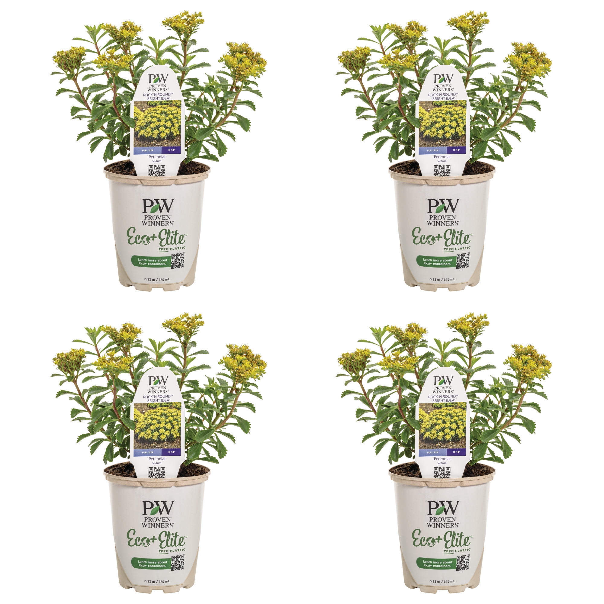 Proven Winners 5" Yellow Rock 'N Round 'Bright Idea' Stonecrop Live Plant in 4.5" Pot (4 Count)