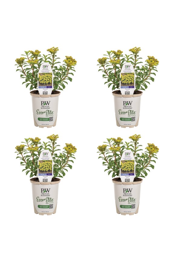 5" Yellow Rock 'N Round 'Bright Idea' Stonecrop Live Plant in 4.5" Pot (4 Count)