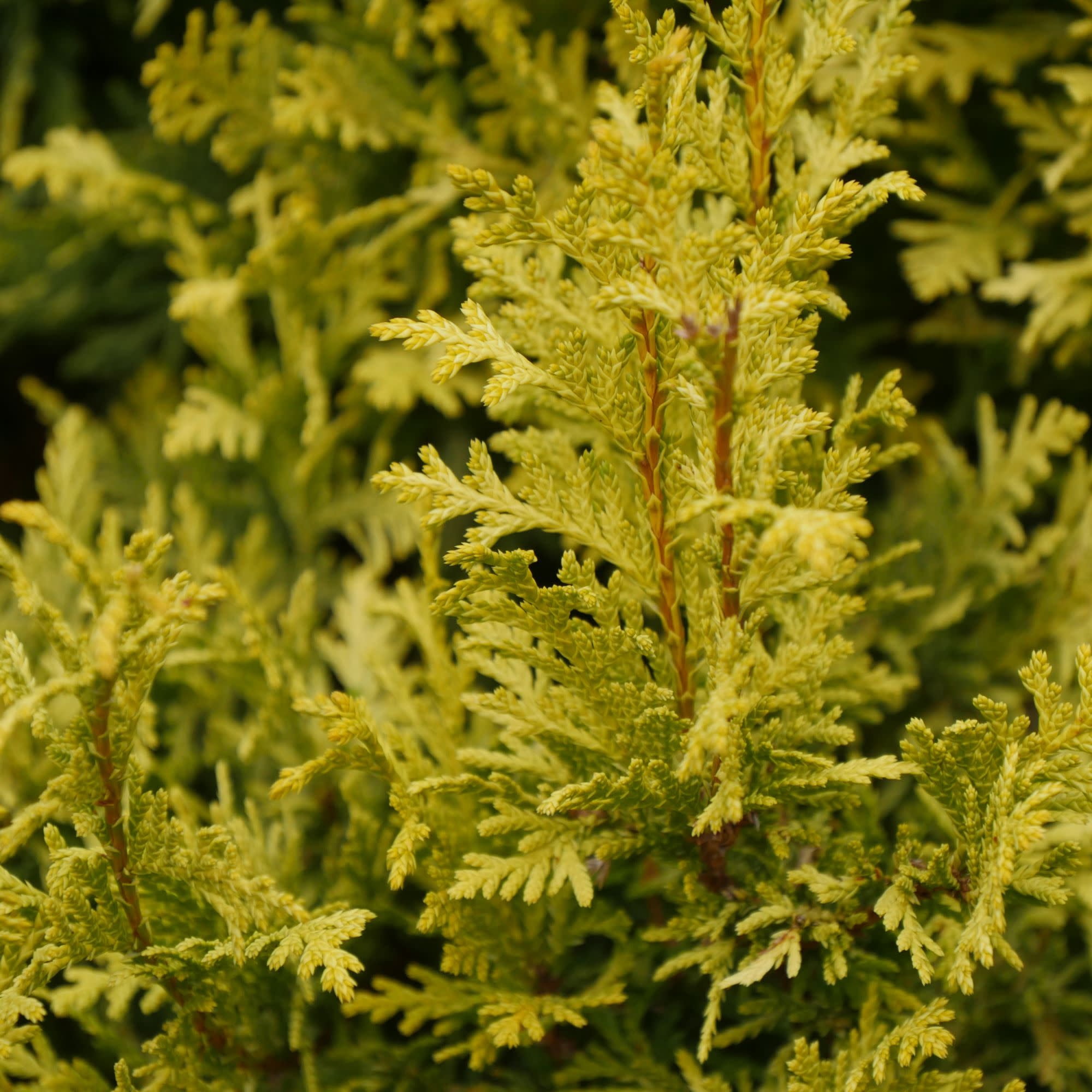 Proven Winners ColorChoice 5" Yellow Soft Serve Gold False Cypress Live Plant in 4.5" Pot (4 Count)