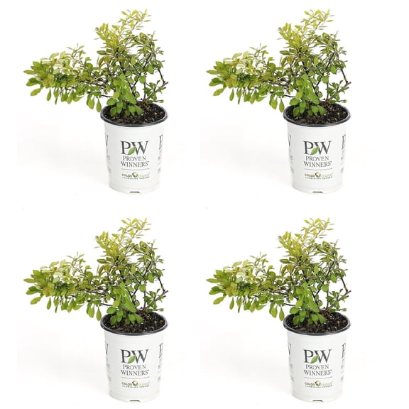 Proven Winners ColorChoice 5" Yellow Sunjoy Citrus Barberry Live Plant in 4.5" Pot (4 Count)