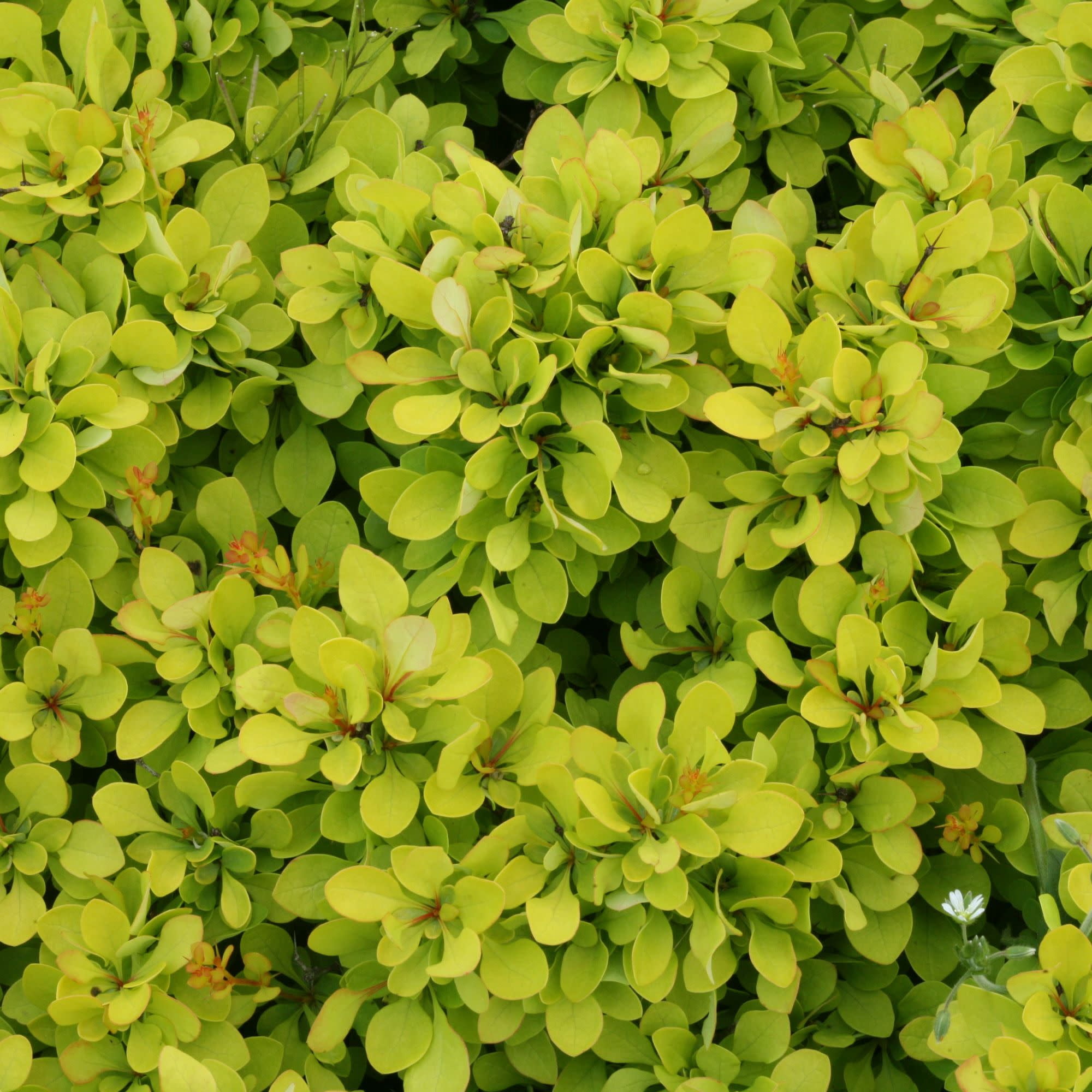 Proven Winners ColorChoice 5" Yellow Sunjoy Mini Saffron Barberry Live Plant in 4.5" Pot (4 Count)